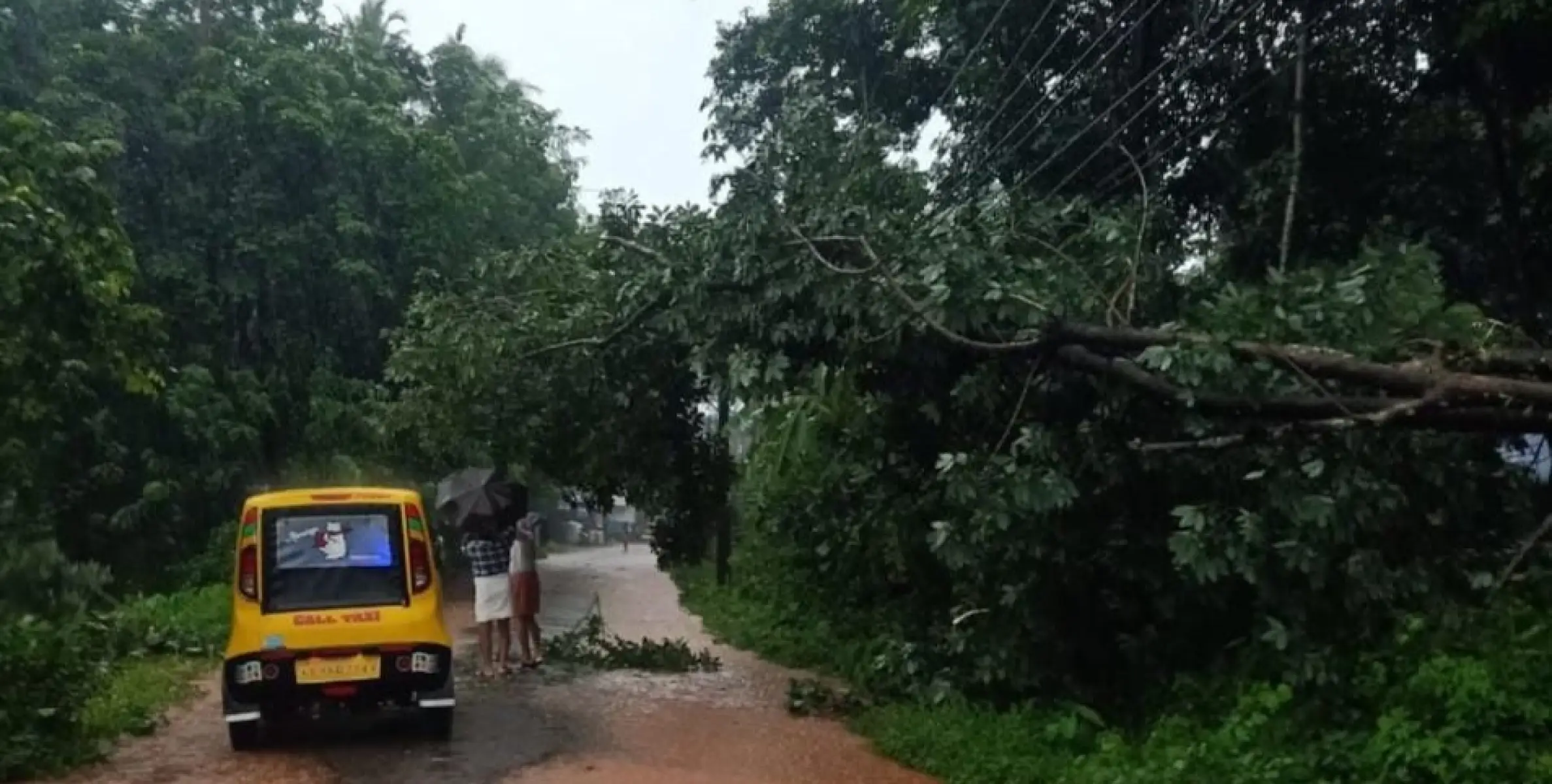 കനത്ത കാറ്റ്: മരം പൊട്ടി വീണ് അടക്കാത്തോടിൽ വൈദ്യുതി മുടങ്ങി