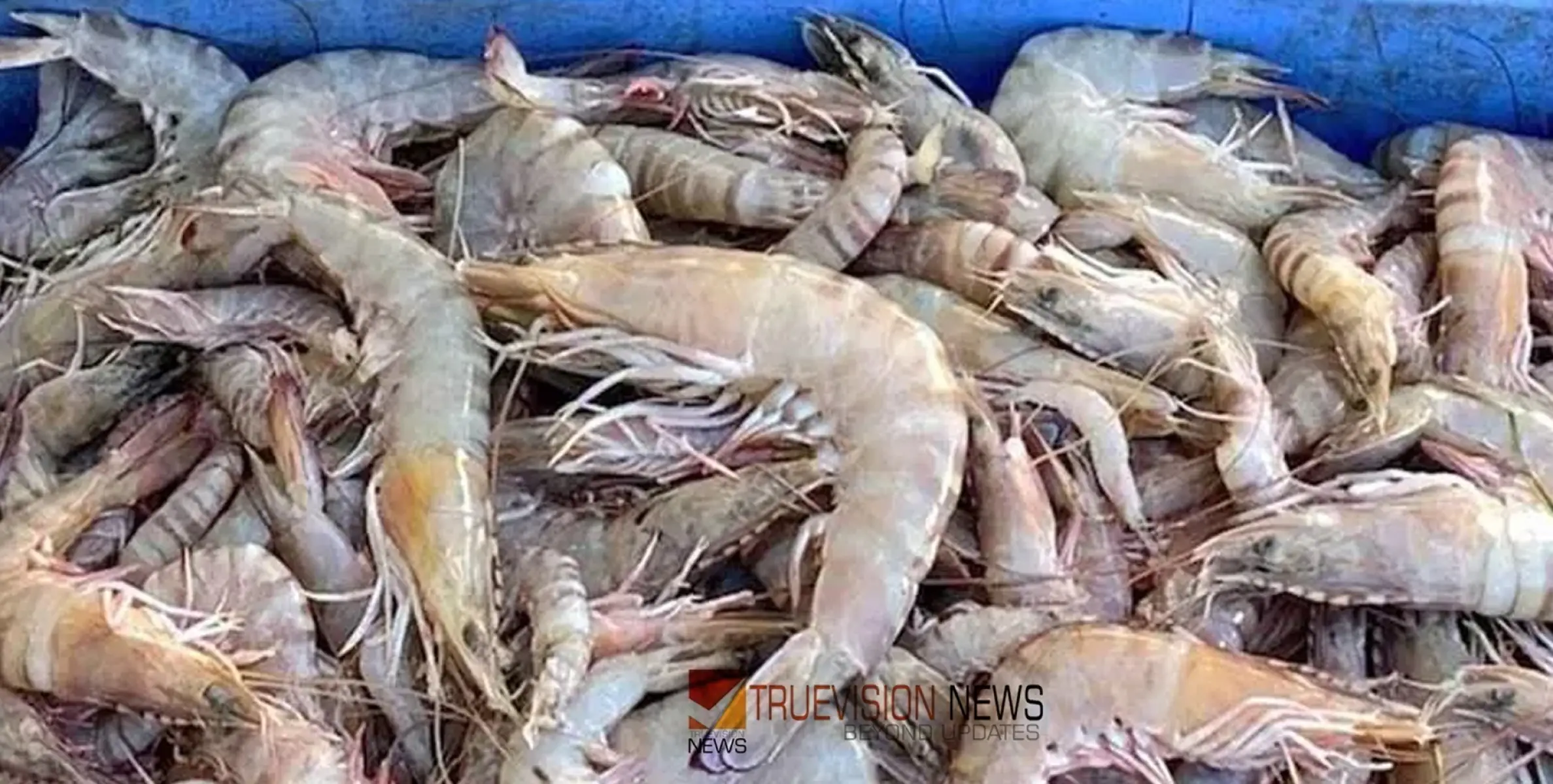 #Shrimpfound | മ​നാ​മയിൽ നി​രോ​ധി​ത കാ​ല​യ​ള​വി​ൽ പി​ടി​ച്ച 500 കി​ലോ ചെ​മ്മീ​ൻ ക​ണ്ടെ​ടു​ത്തു 