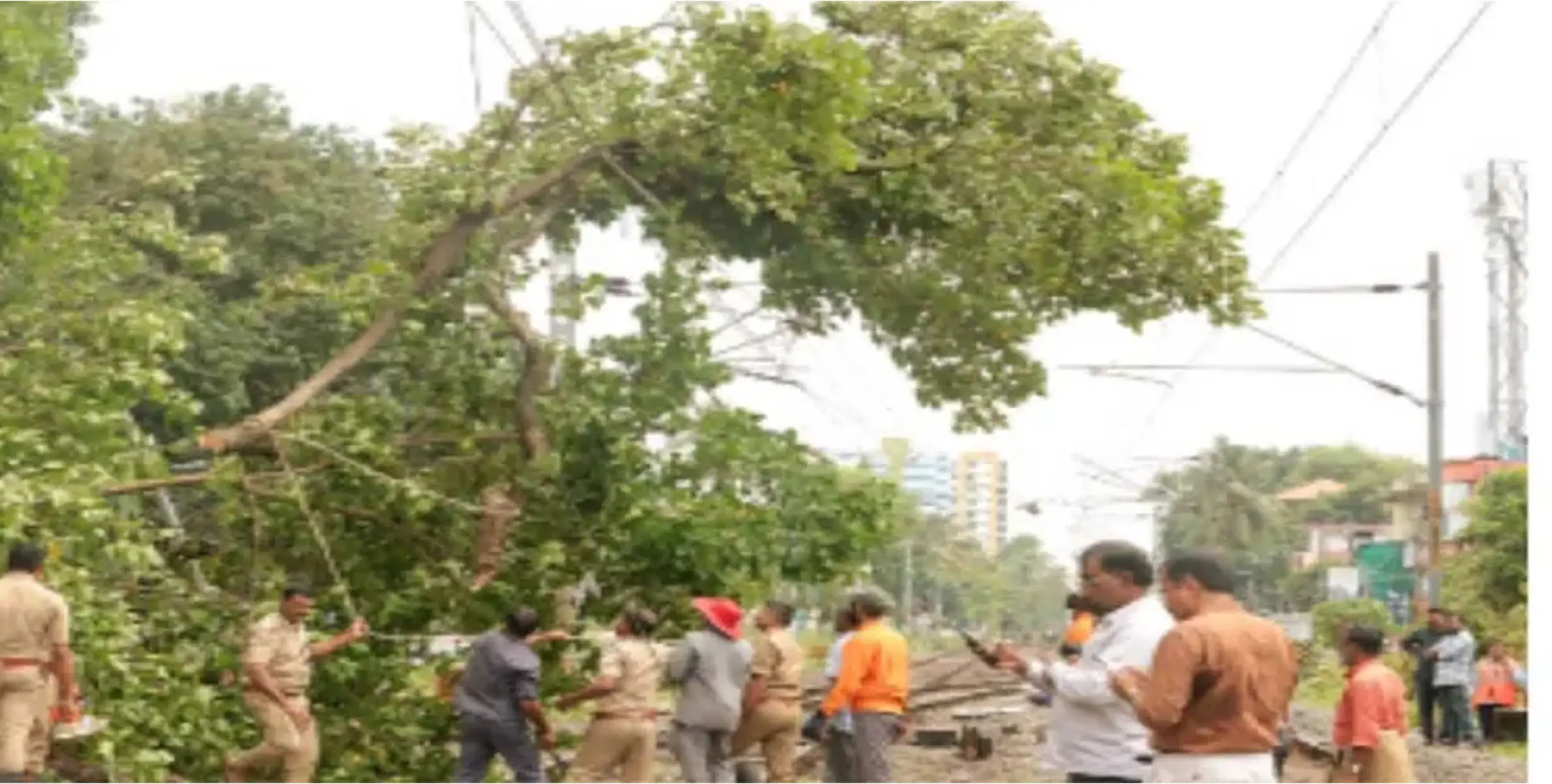 #traffic | ട്രാക്കിൽ മരം വീണു;  ട്രെയിൻ ഗതാഗതം തടസ്സപ്പെട്ടു