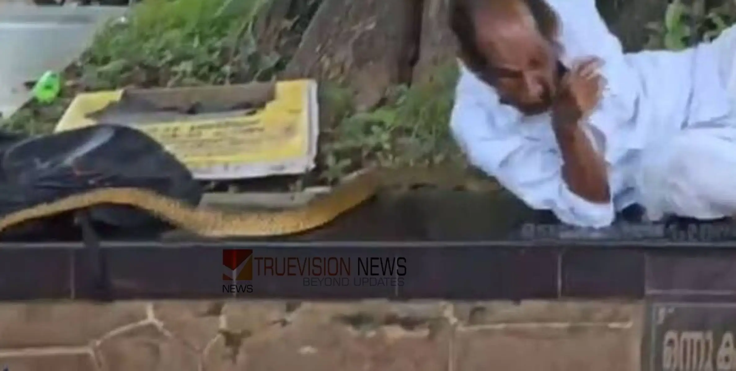 #snake | 'പേടിപ്പിച്ചങ്ങ് പോയി'; ആൽത്തറയിൽ കിടന്നുറങ്ങിയ വയോധികന്റെ ശരീരത്തിലൂടെ പാമ്പ് കയറി 