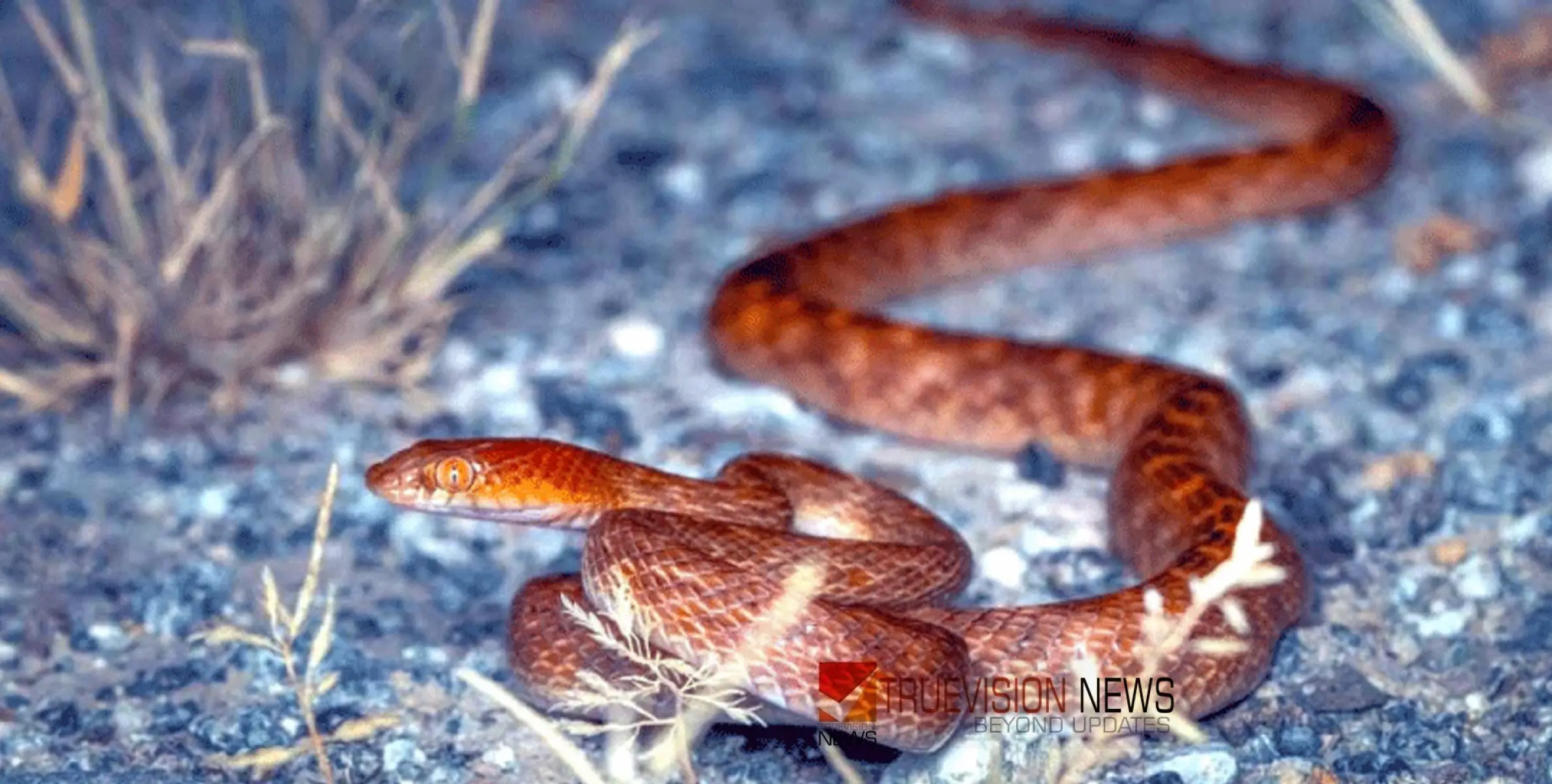 #snake | അ​പൂ​ർ​വ പാ​മ്പി​ന്‍റെ ചി​ത്രം പ​ക​ർ​ത്തി മ​ല​യാ​ളി ഫോ​ട്ടോ​ഗ്രാ​ഫ​ർ​മാ​ർ 