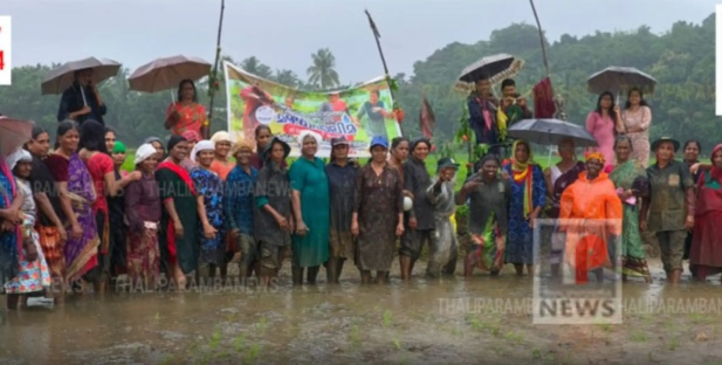 കാർഷിക പുനരാവിഷ്ക്കരണ ക്യാമ്പയിനിന്റെ ഭാഗമായി പട്ടുവം മുതുകുട പാടശേഖരത്തിൽ മഴപ്പൊലിമ സംഘടിപ്പിച്ചു