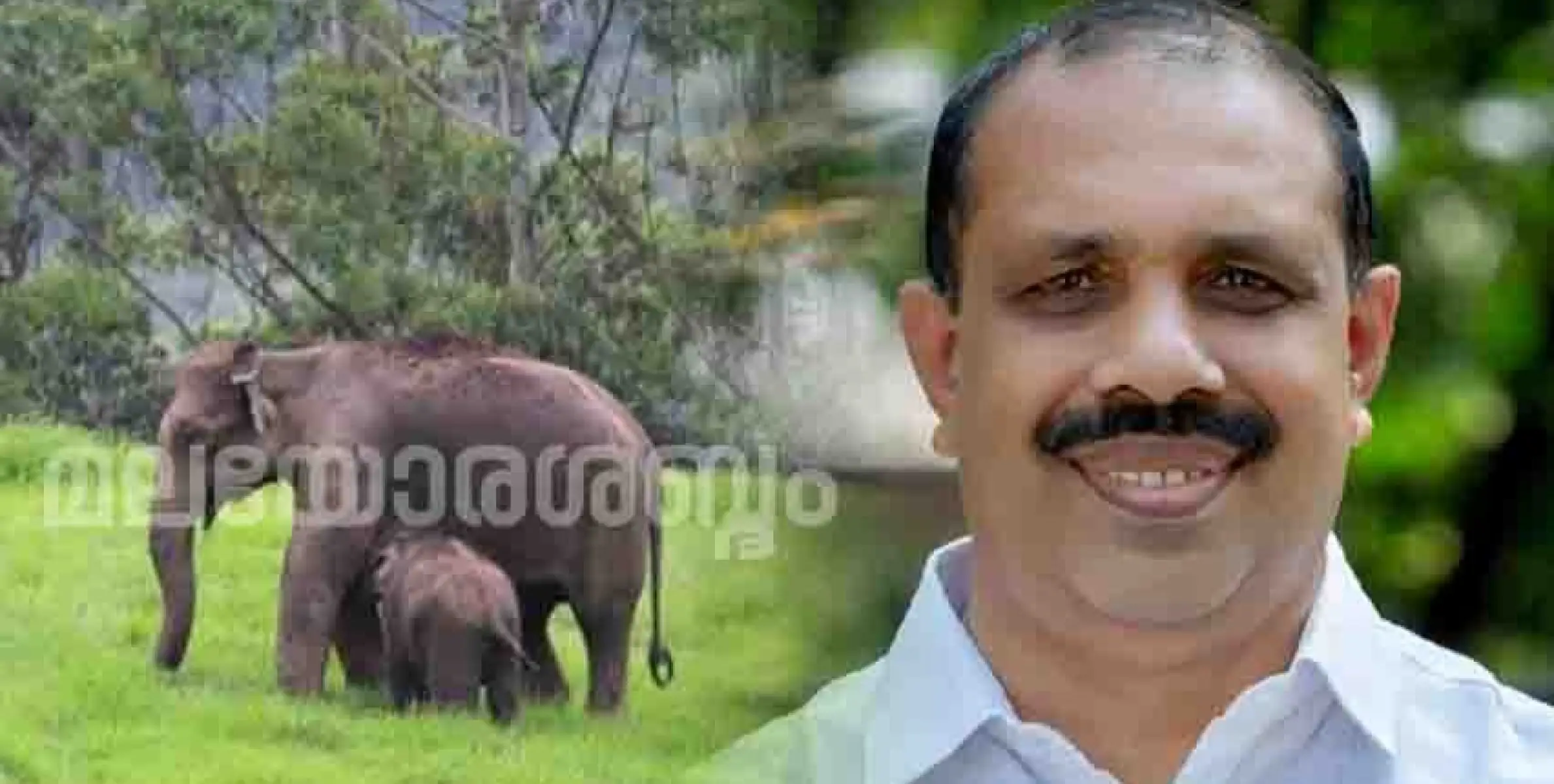 ഇരിക്കൂര്‍ നിയോജക മണ്ഡലത്തിലെ കാട്ടാനശല്യം: അടിയന്തര നടപടി സ്വീകരിക്കാന്‍ നിര്‍ദേശം 