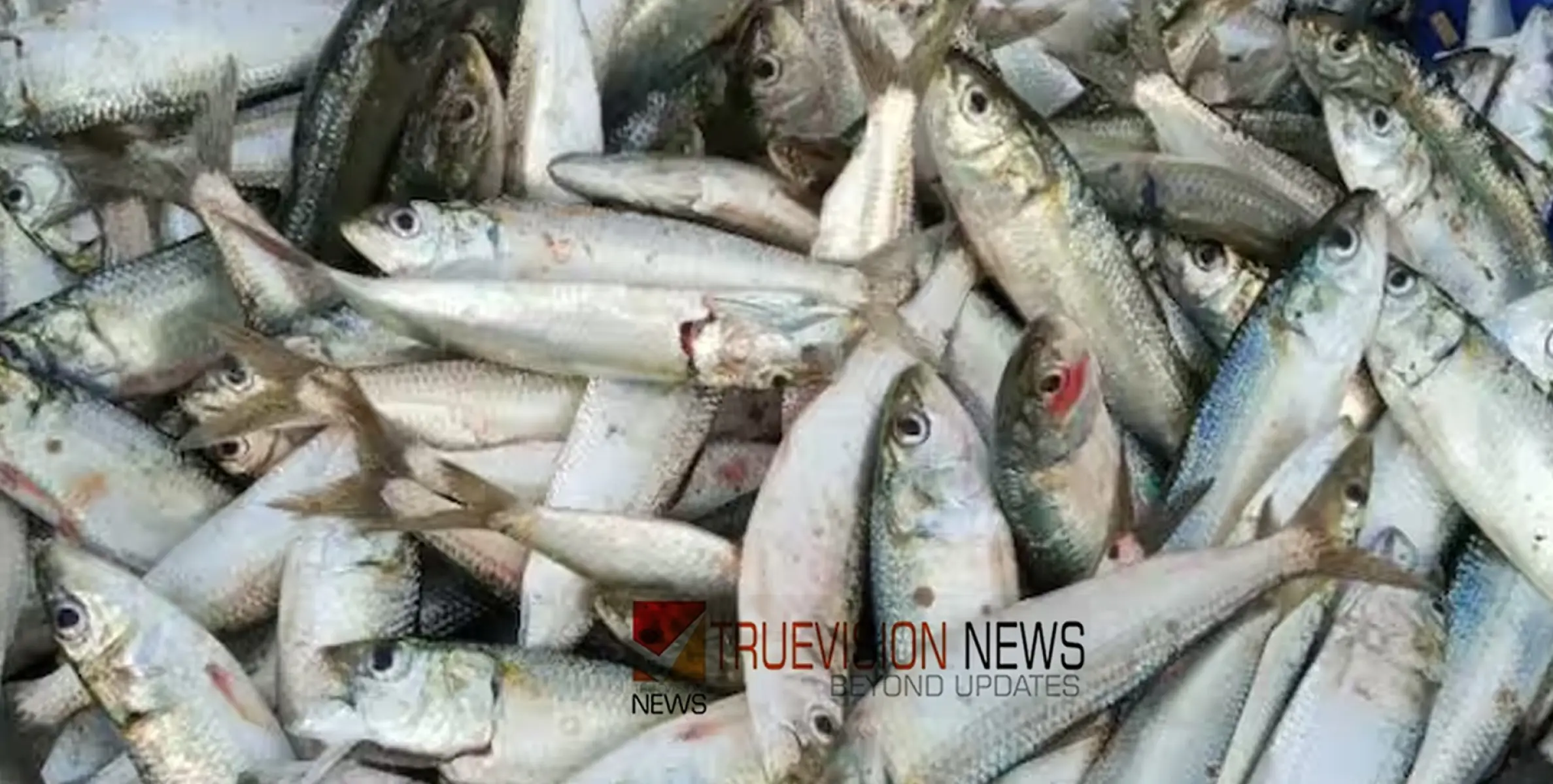 #fishprice | കുതിച്ചുയർന്ന മത്സ്യ വില കുറഞ്ഞുതുടങ്ങി,  ഉപഭോക്താക്കള്‍ക്ക് ആശ്വാസം