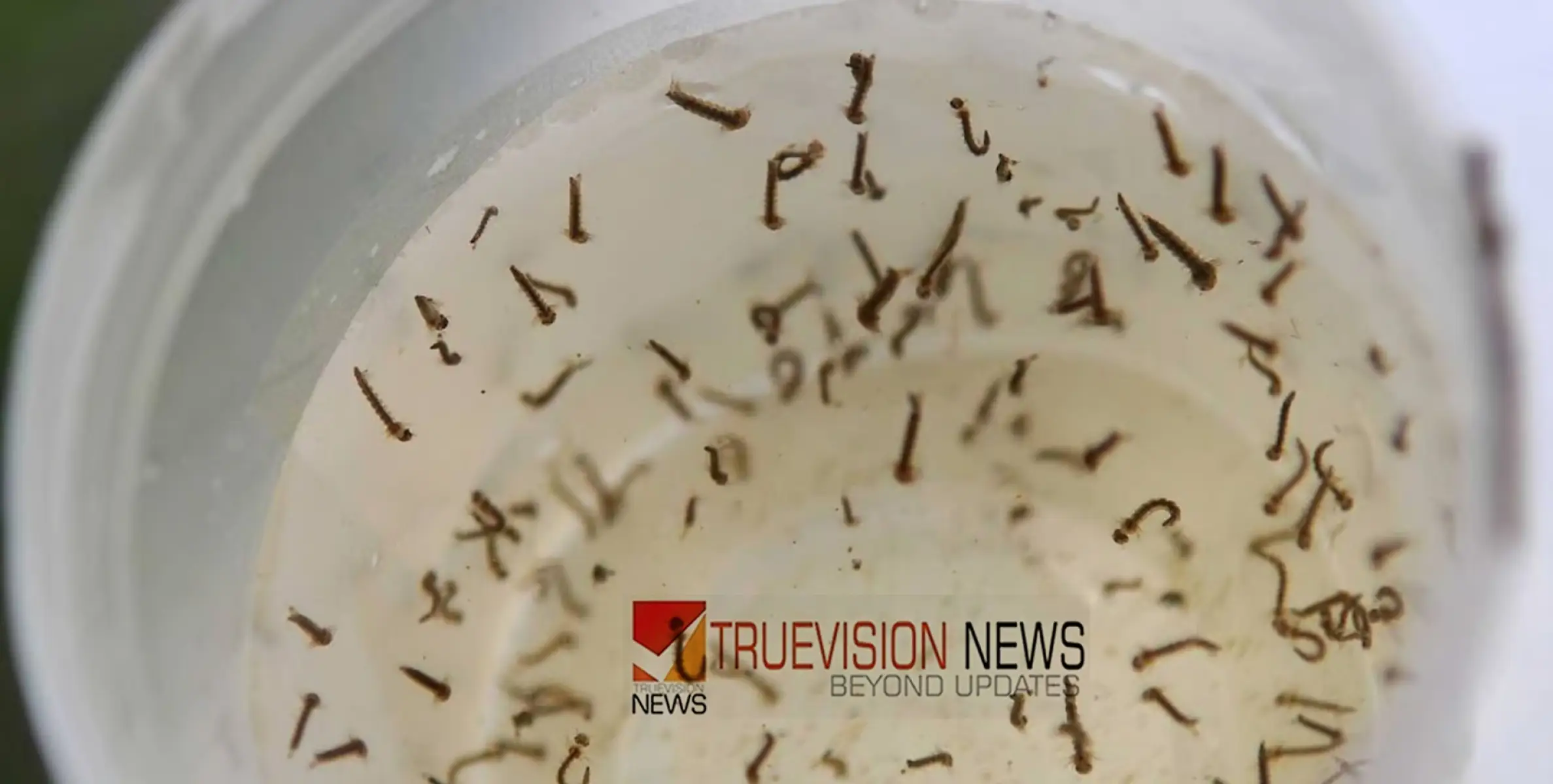 #mosquitobreeding | വീട്ടിൽ കൂത്താടിയുണ്ടോ? പണി കിട്ടും, ജാഗ്രതക്കുറവിന് പിഴ 2000