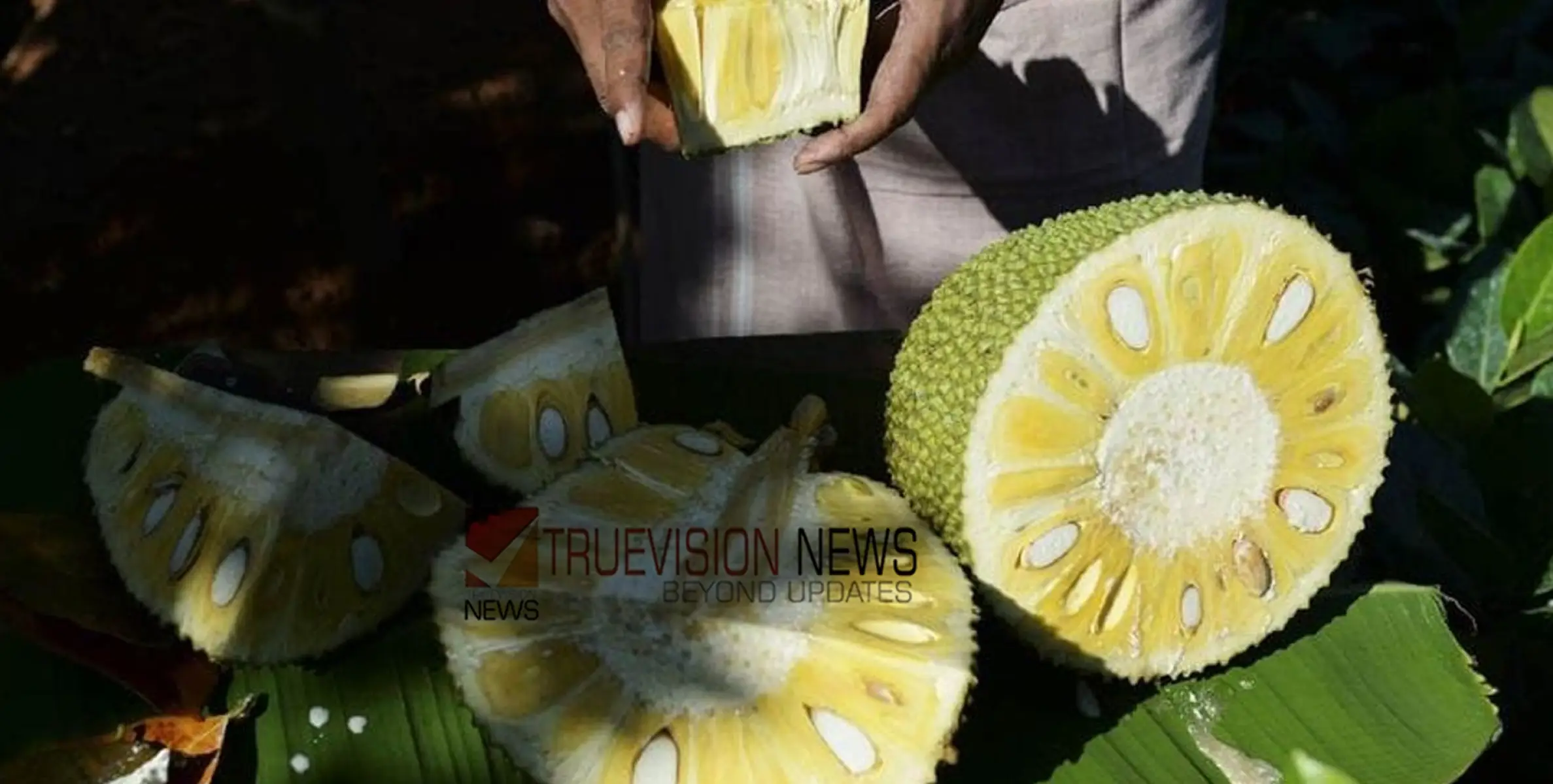 #jackfruit |  ഇവൻ ഒരു സംഭവം തന്നെ.... ചക്ക കഴിച്ചാൽ ലഭിക്കുന്ന ആരോ​ഗ്യ​ഗുണങ്ങൾ