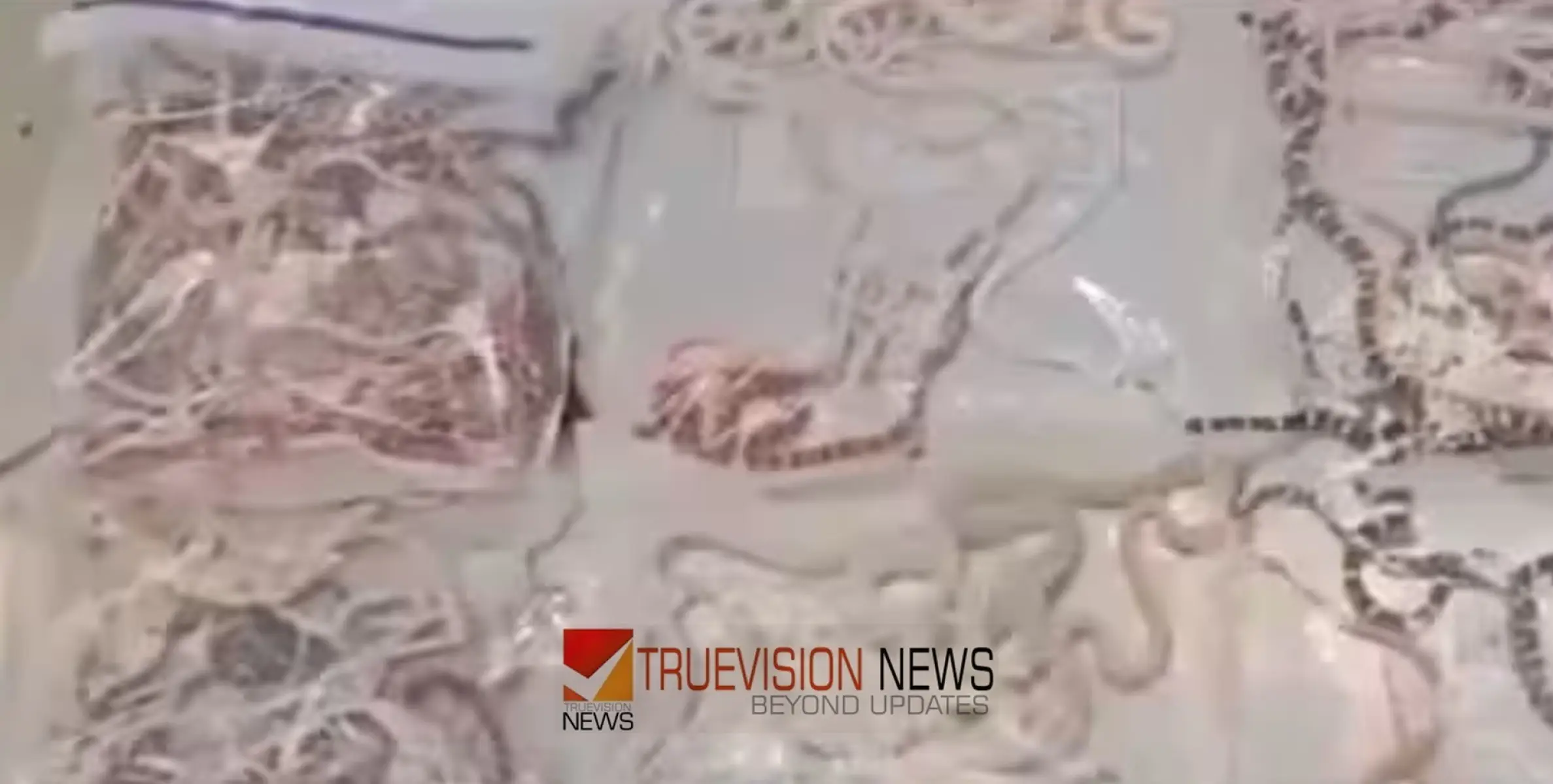 #snakesmuggling | അടിവസ്ത്രത്തില്‍ ഒളിപ്പിച്ച് അതിർത്തി കടത്താന്‍ ശ്രമിച്ചത് 104 പാമ്പുകളെ; ഒടുവില്‍ പിടിയില്‍