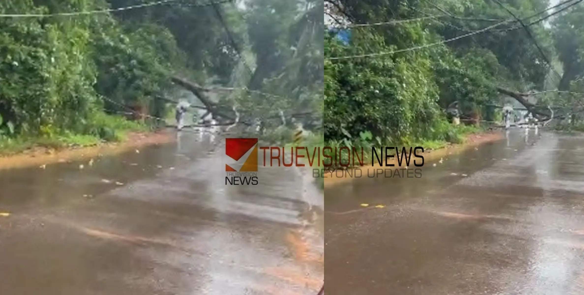 #Treefelldown |  ഒഴിവായത് വലിയ അപകടം;  കല്ലാച്ചി - വാണിമേൽ റോഡിലേക്ക് മരങ്ങൾ കടപുഴകി വീണു   