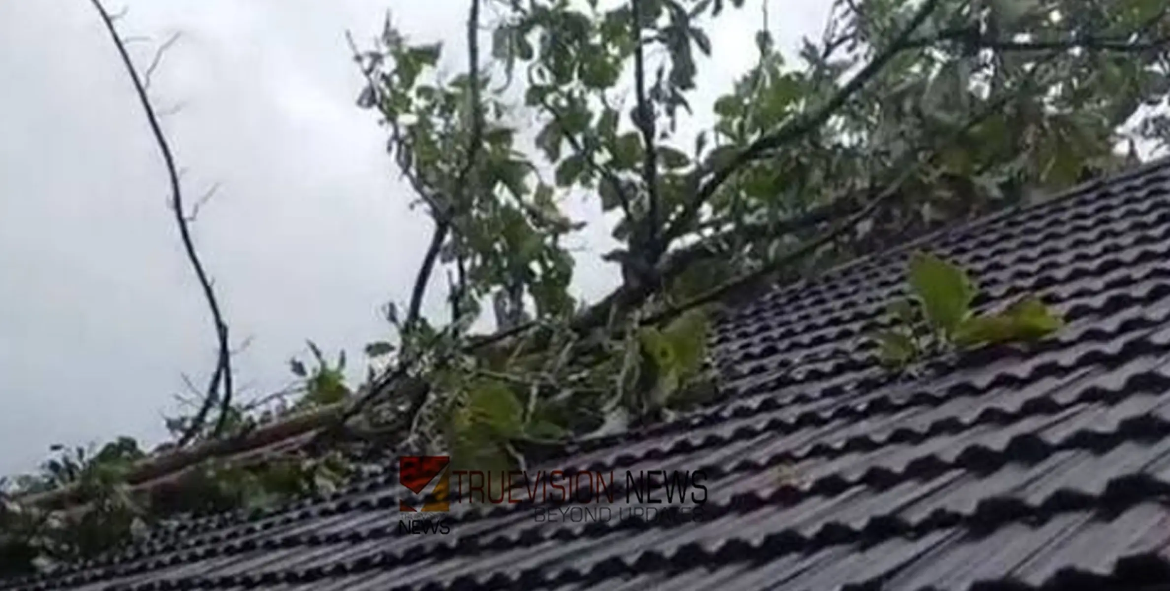 #treefell |  സ്കൂളിന് മുകളിൽ മരം വീണു; മേൽക്കൂര പൂര്‍ണമായി തകര്‍ന്നു, വൻ ദുരന്തം ഒഴിവായത് തലനാരിഴയ്ക്ക്