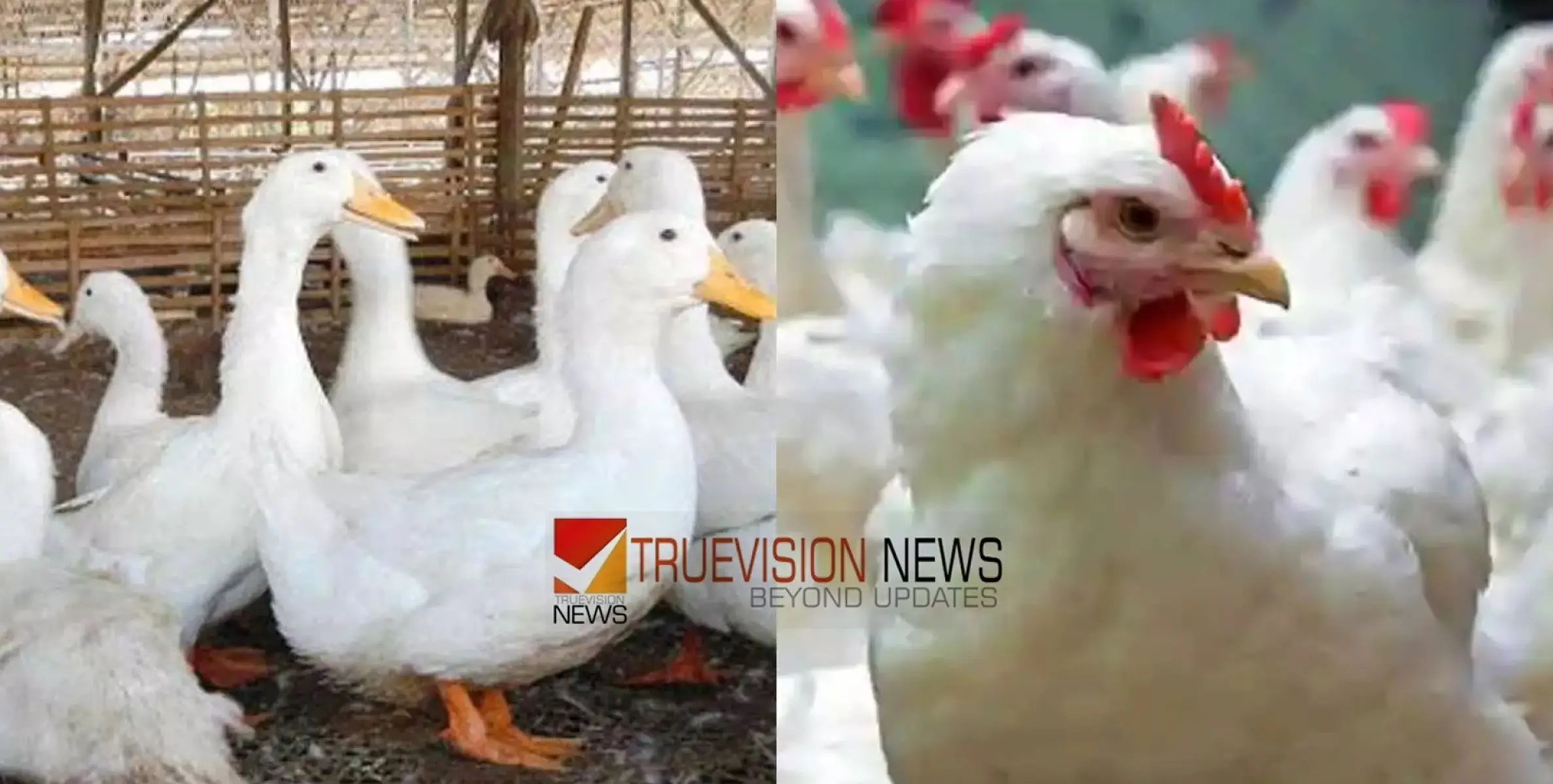 #birdflu | പക്ഷിപ്പനി പടരുന്നു;  2025 വരെ ആലപ്പുഴ ജില്ലയിൽ താറാവ്, കോഴി വളർത്തൽ നിരോധിച്ചേക്കും