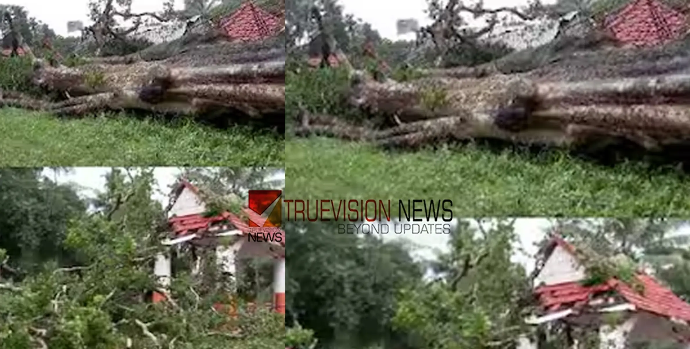 #treefell | ക്ഷേത്രത്തിലെ നടപ്പന്തലിലേക്ക് മരം വീണു; കടപുഴകി വീണത് 500 വർഷം പഴക്കമുള്ള കാഞ്ഞിരം