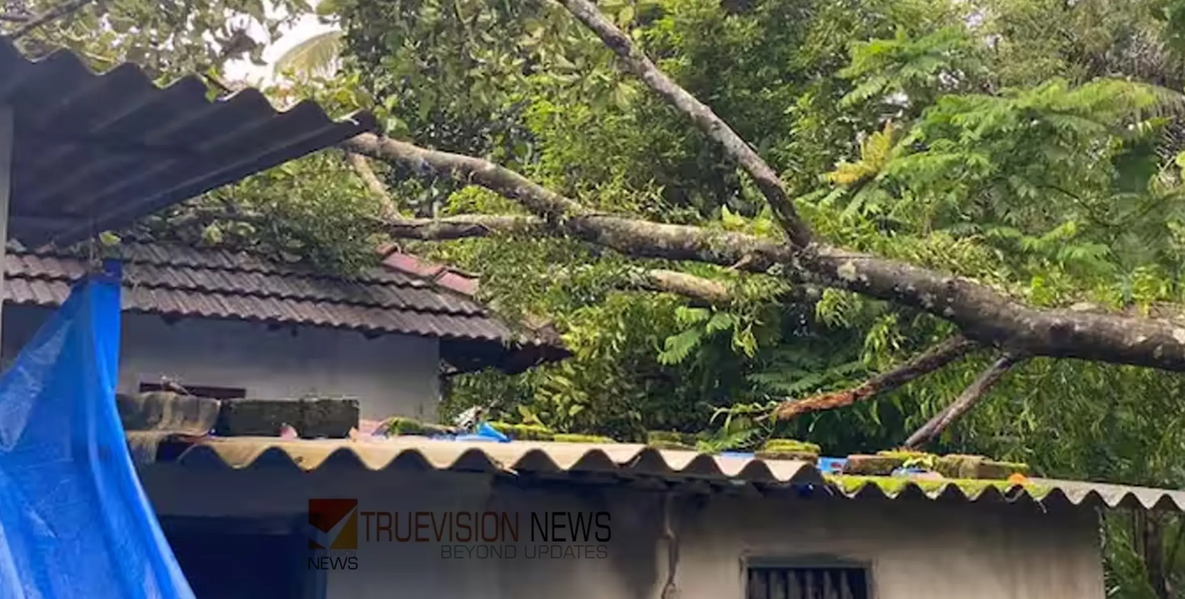 #treefell | മരം വീണു വീട് തകർന്നു; ഉറങ്ങിക്കിടന്ന പിഞ്ചുകുട്ടികൾ ഉൾപ്പെടെയുള്ളവർ അത്ഭുതകരമായി രക്ഷപ്പെട്ടു 