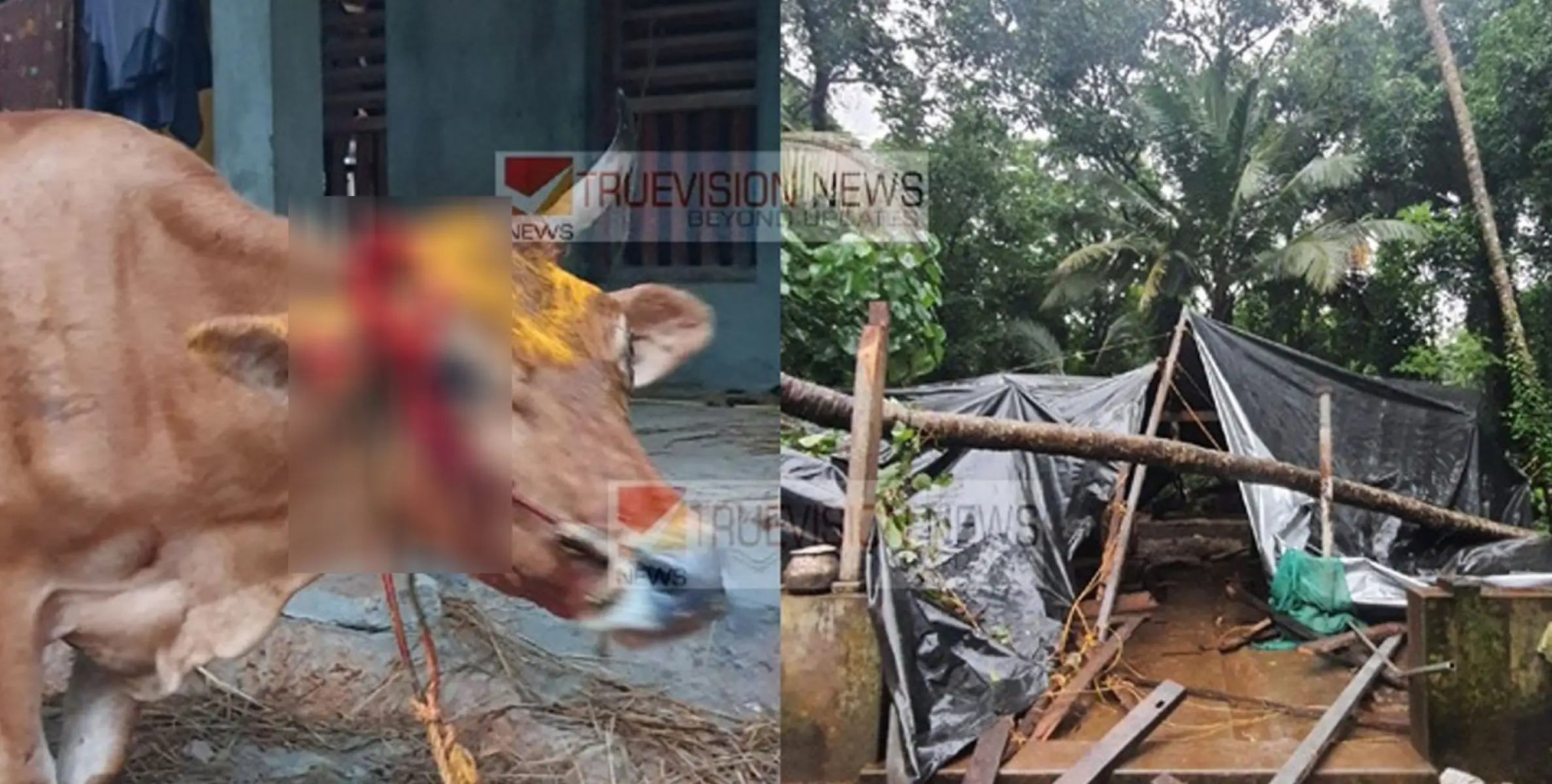#treefell | കണ്ണൂരിൽ തെങ്ങ് വീണ് പശുത്തൊഴുത്ത് തകർന്നു; പശുവിൻ്റെ കൊമ്പൊടിഞ്ഞത് നൊമ്പരക്കാഴ്ചയായി 