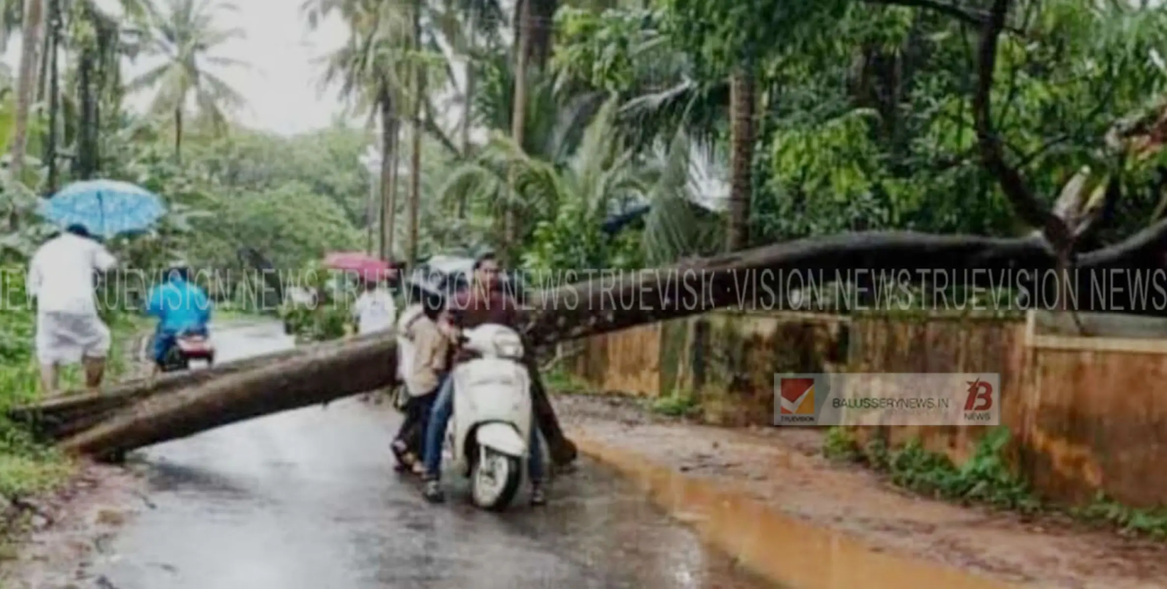 ചീക്കിലോട് റോഡിൽ കമ്മിളി താഴെ റോഡിന് കുറുകെ വീണ മരം മുറിച്ചു മാറ്റി