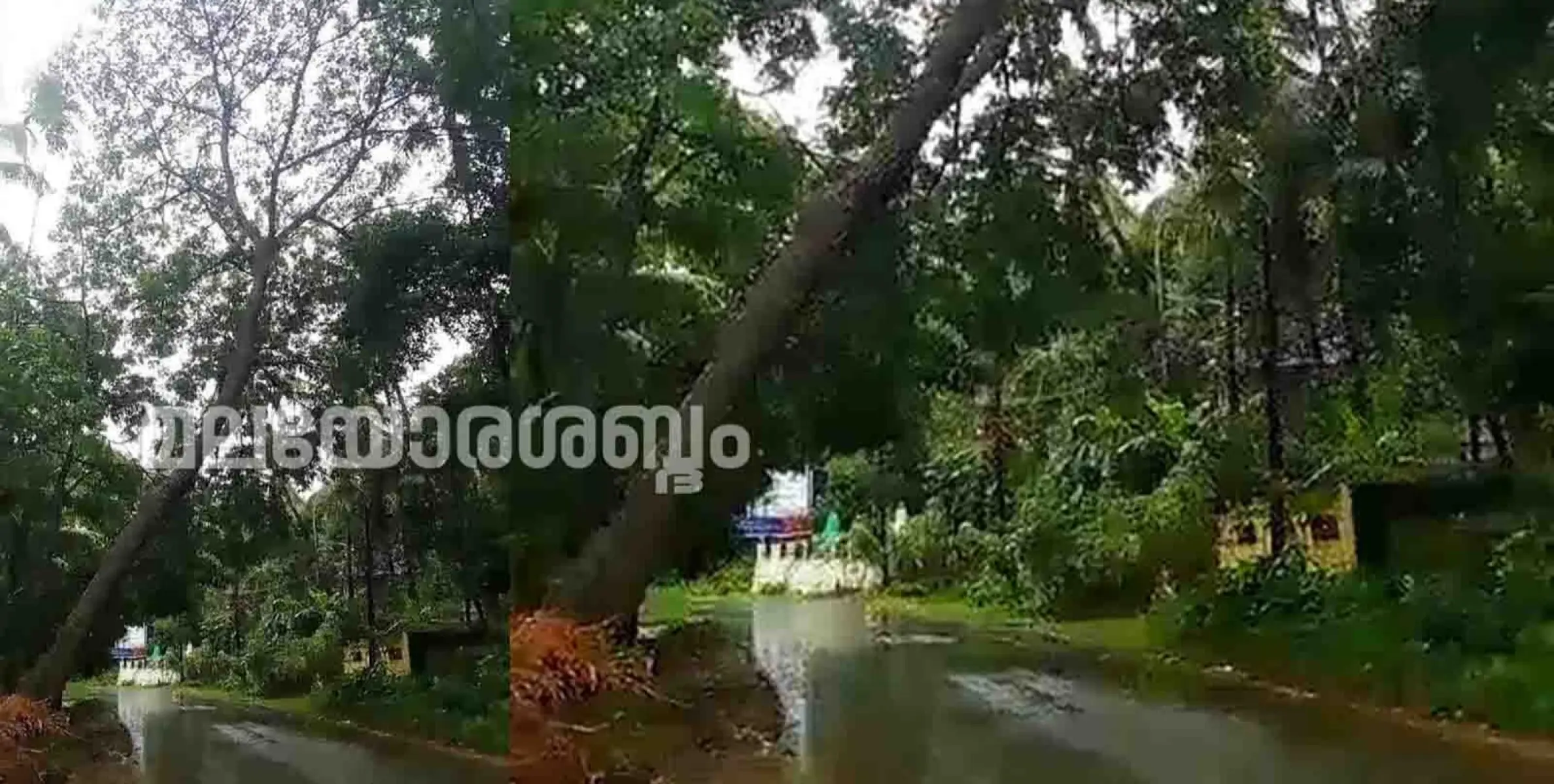 മുഴക്കുന്നിൽ അപകടകരമായി നിൽക്കുന്ന മരം മുറിച്ചുമാറ്റാൻ ഉത്തരവിട്ട് സബ് കളക്ടർ