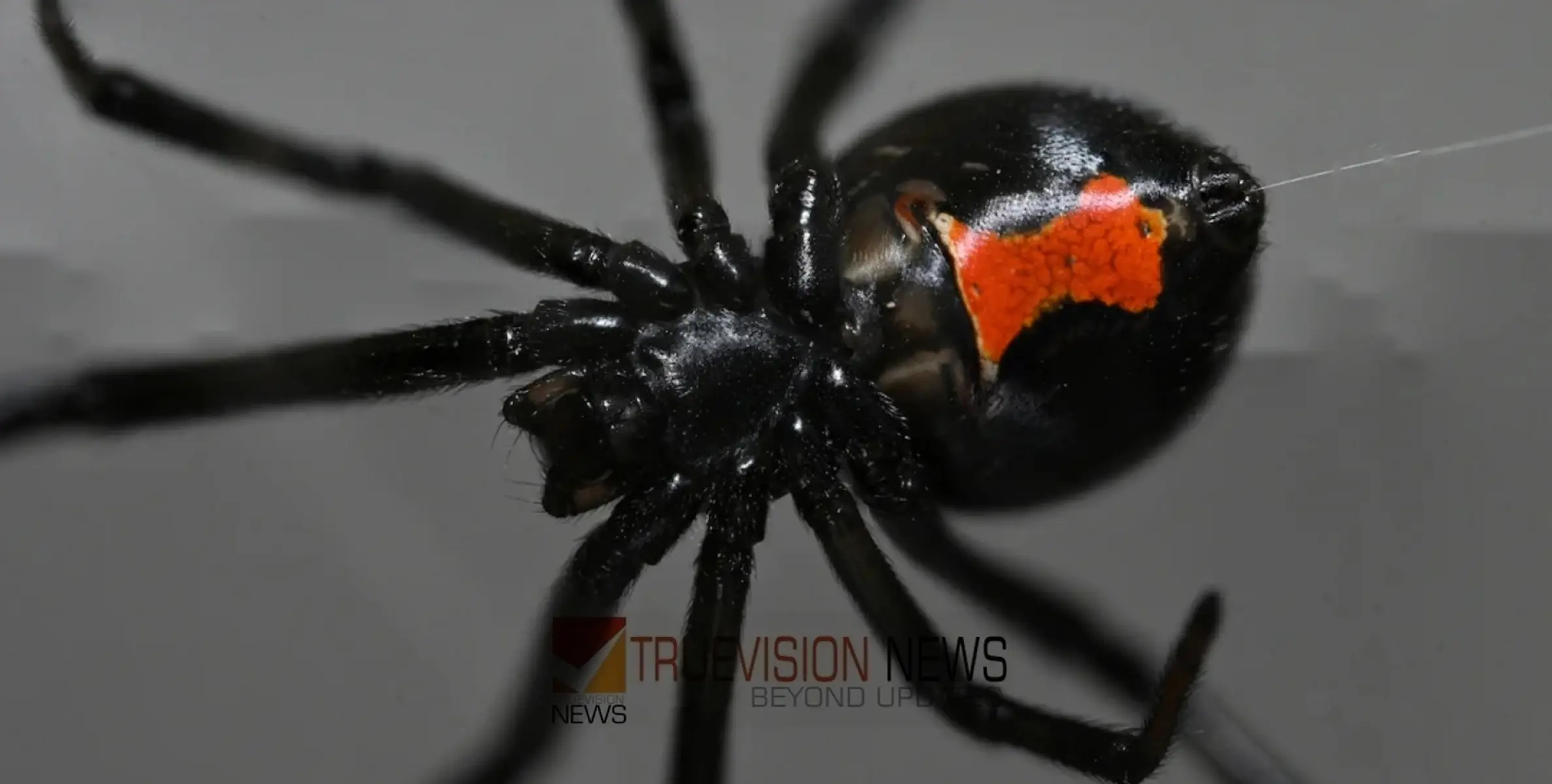 #blackwidowspider | ‘ബ്ലാ​ക്ക് വി​ഡോ സ്പൈ​ഡ​ർ മു​ന്ന​റി​യി​പ്പു​മാ​യി ആ​രോ​ഗ്യ മ​ന്ത്രാ​ല​യം 