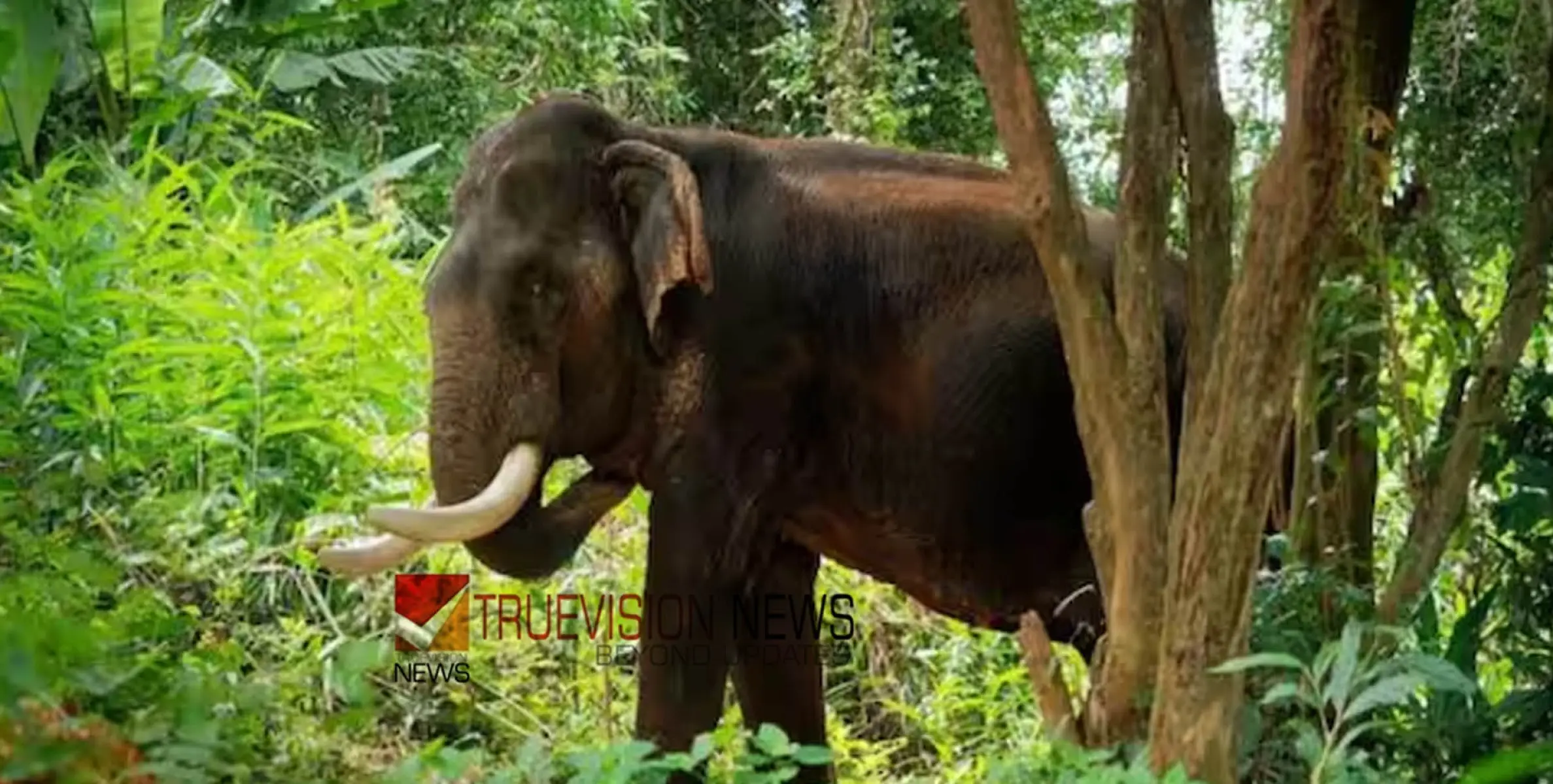 #wildelephant |  കൃഷിയിടത്തിൽ കാട്ടാന, തുരത്തുന്നതിനിടെ കയ്യിലിരുന്ന പടക്കം പൊട്ടി; വനം വകുപ്പ് വാച്ചറുടെ കൈയ്ക്ക് പരിക്ക്