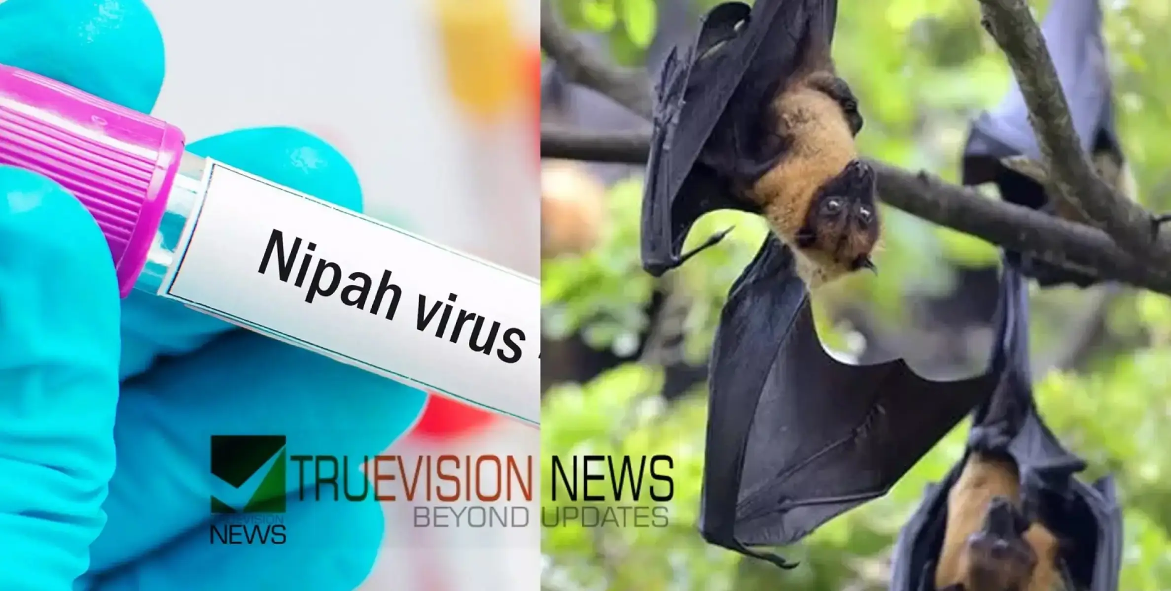 #nipah | നിപ:  മദ്രസ, ട്യൂഷൻ സെന്‍ററുകള്‍ ഇന്ന് അവധി; രണ്ട് പഞ്ചായത്തുകളിൽ നിയന്ത്രണം