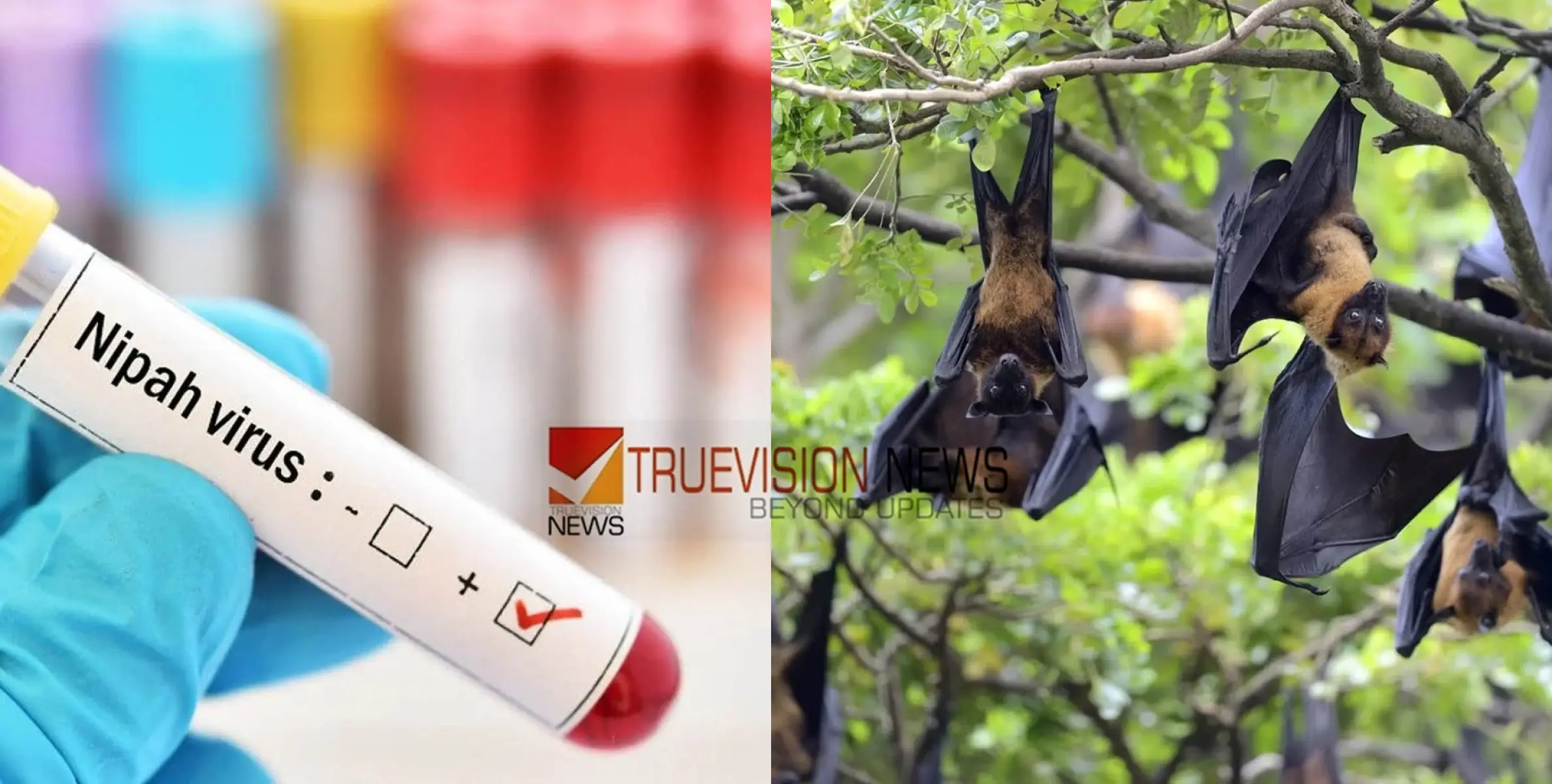 #nipah | ഇത് അഞ്ചാം തവണ; എന്തുകൊണ്ട് കേരളത്തിൽ വീണ്ടും വീണ്ടും നിപ? മനുഷ്യരിലേക്ക് പകരുന്നതെങ്ങനെ?