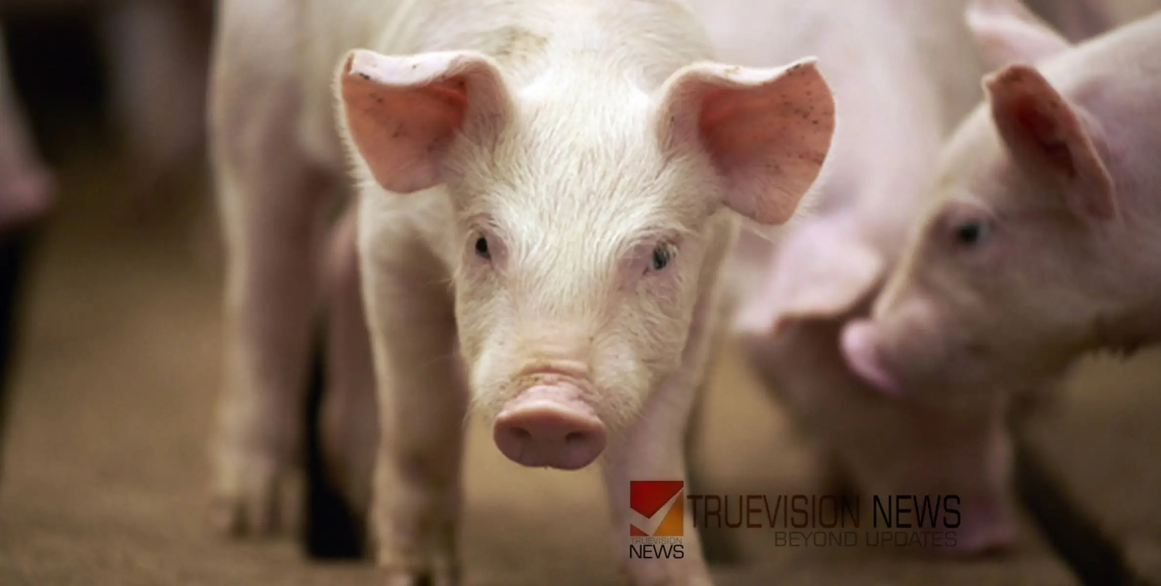 #Africanswinefever | കണ്ണൂരിൽ ആഫ്രിക്കൻ പന്നിപ്പനി സ്ഥിരീകരിച്ചു; പത്ത് ഫാമുകളിലെ പന്നികളെ ഉന്മൂലനം ചെയ്യാൻ ഉത്തരവ് 