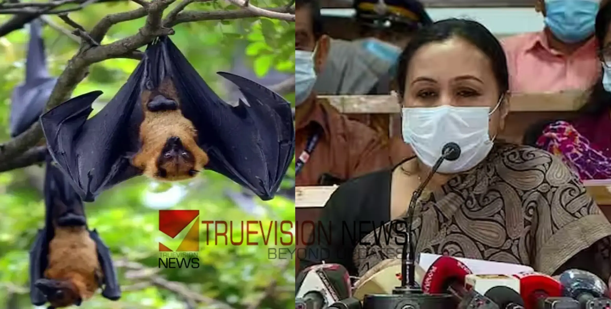 #nipah | നിപ പ്രതിരോധം ഊർജിതം, വവ്വാലുകളിൽ വൈറസ് പരിശോധന, മാസ്ക് ധരിക്കണമെന്നും ആരോഗ്യമന്ത്രി