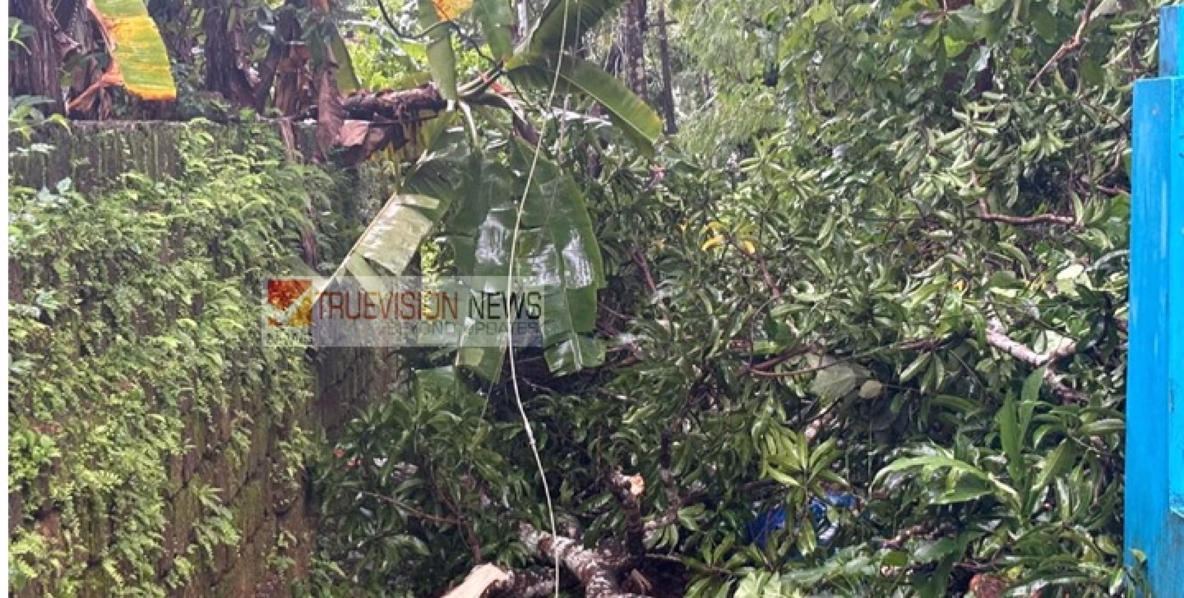 കരിയാടും, ചൊക്ലിയിലും ആഞ്ഞടിച്ച്  ചുഴലി ; വീടുകൾ തകർന്നു, ലക്ഷങ്ങളുടെ നഷ്ടം, വൈദ്യുതി ബന്ധം താറുമാറായി