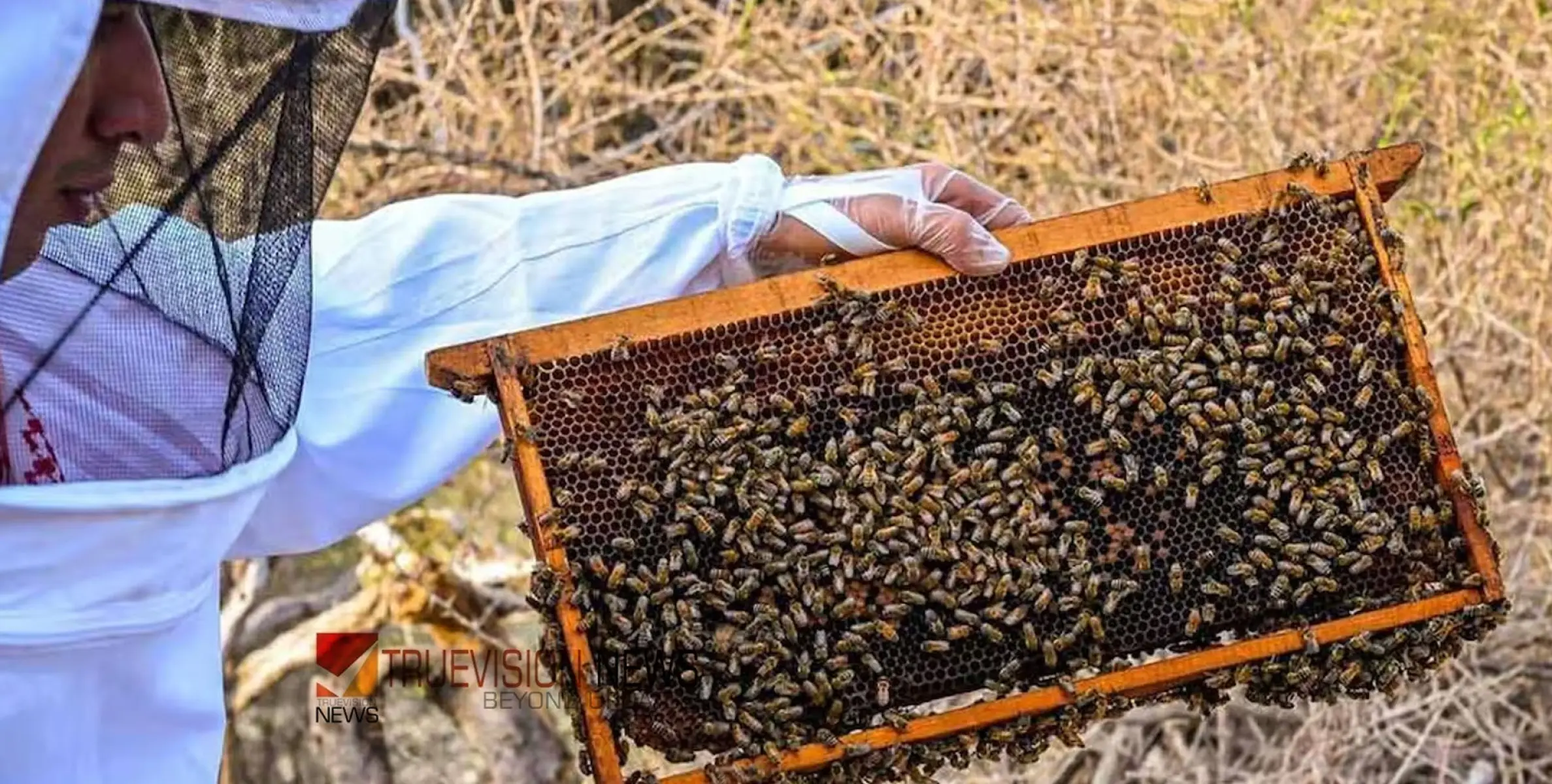 #HoneyFestival | അൽ ബഹ രാജ്യാന്തര തേൻ ഫെസ്റ്റിവലിന് തുടക്കം 