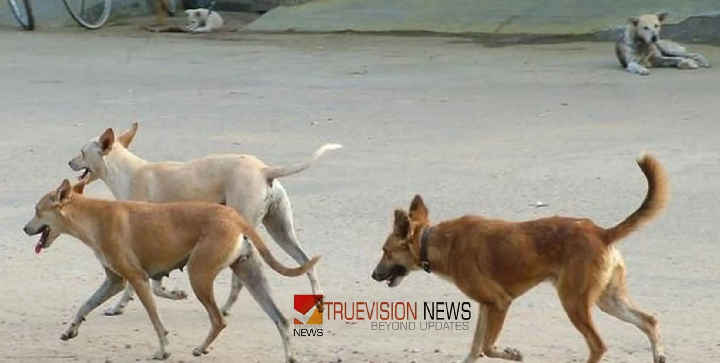 #dog​attack | വടകരയിൽ വീണ്ടും തെരുവു നായയുടെ ആക്രമണം;  വികലാംഗനടക്കം മൂന്ന് പേർ ചികിത്സയിൽ