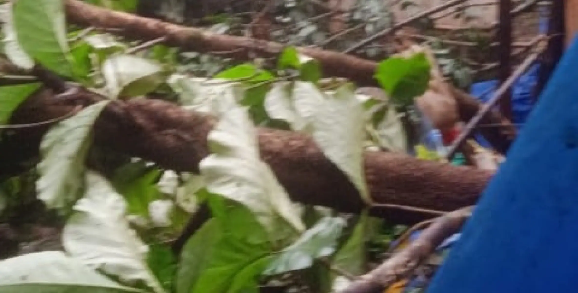 കനത്തകാറ്റ്: കൊട്ടിയൂർ, കേളകം, കണിച്ചാർ പഞ്ചായത്തുകളിൽ വ്യാപക നാശനഷ്ടം 