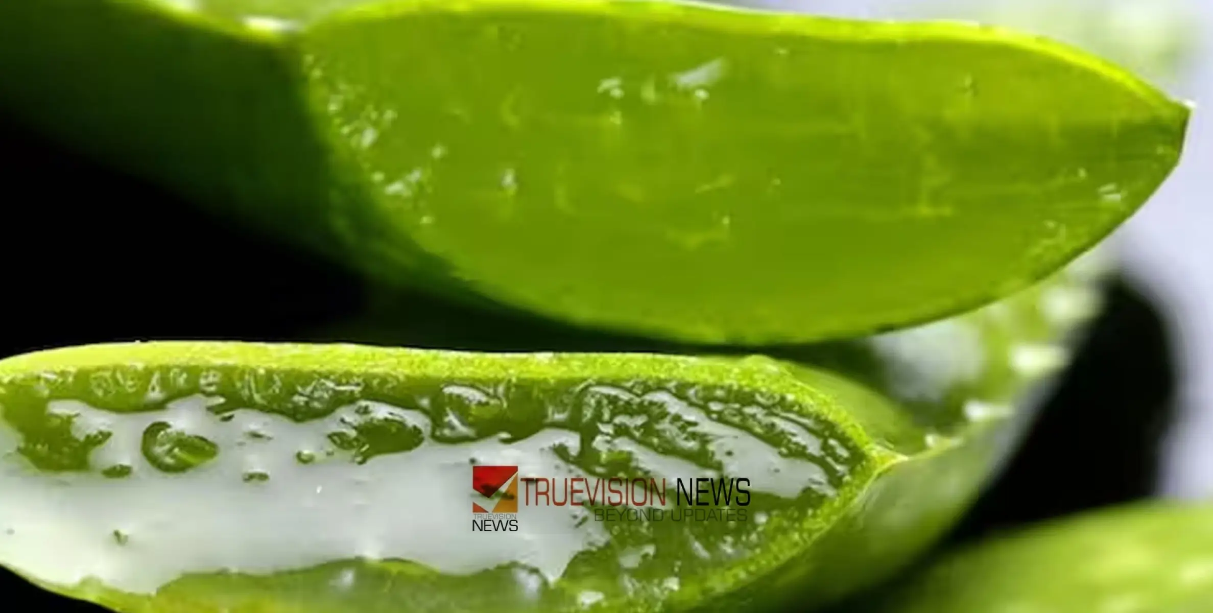 #aloevera  |  മുഖകാന്തി കൂട്ടാൻ കറ്റാർവാഴ മാജിക് , ഇങ്ങനെ ഉപയോ​ഗിച്ച് നോക്കൂ