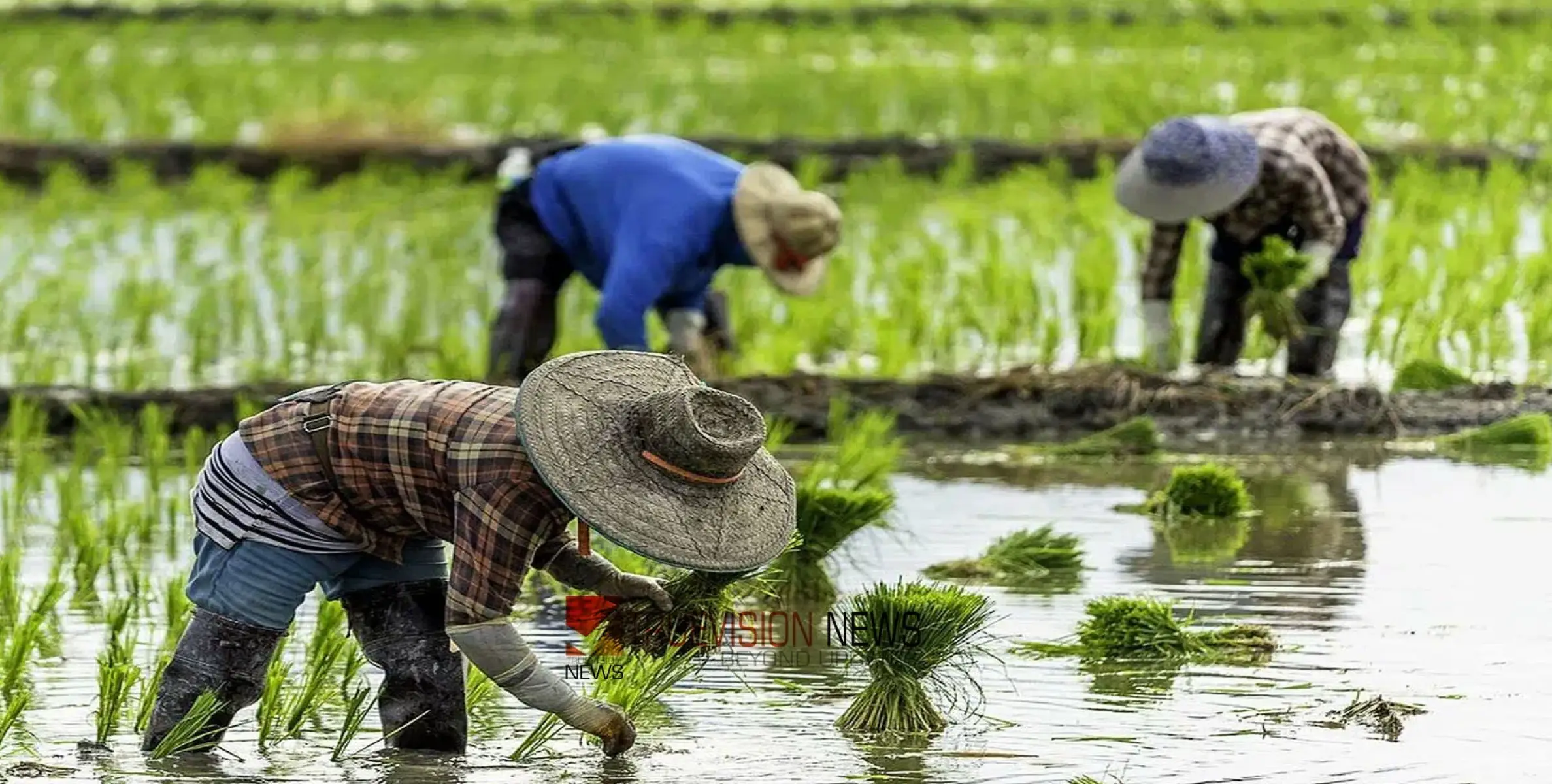 #application |  കർഷകദിനം; കായക്കൊടി  ഗ്രാമപഞ്ചായത്ത് കർഷകരെ ആദരിക്കുന്നതിനായി അപേക്ഷ ക്ഷണിച്ചു