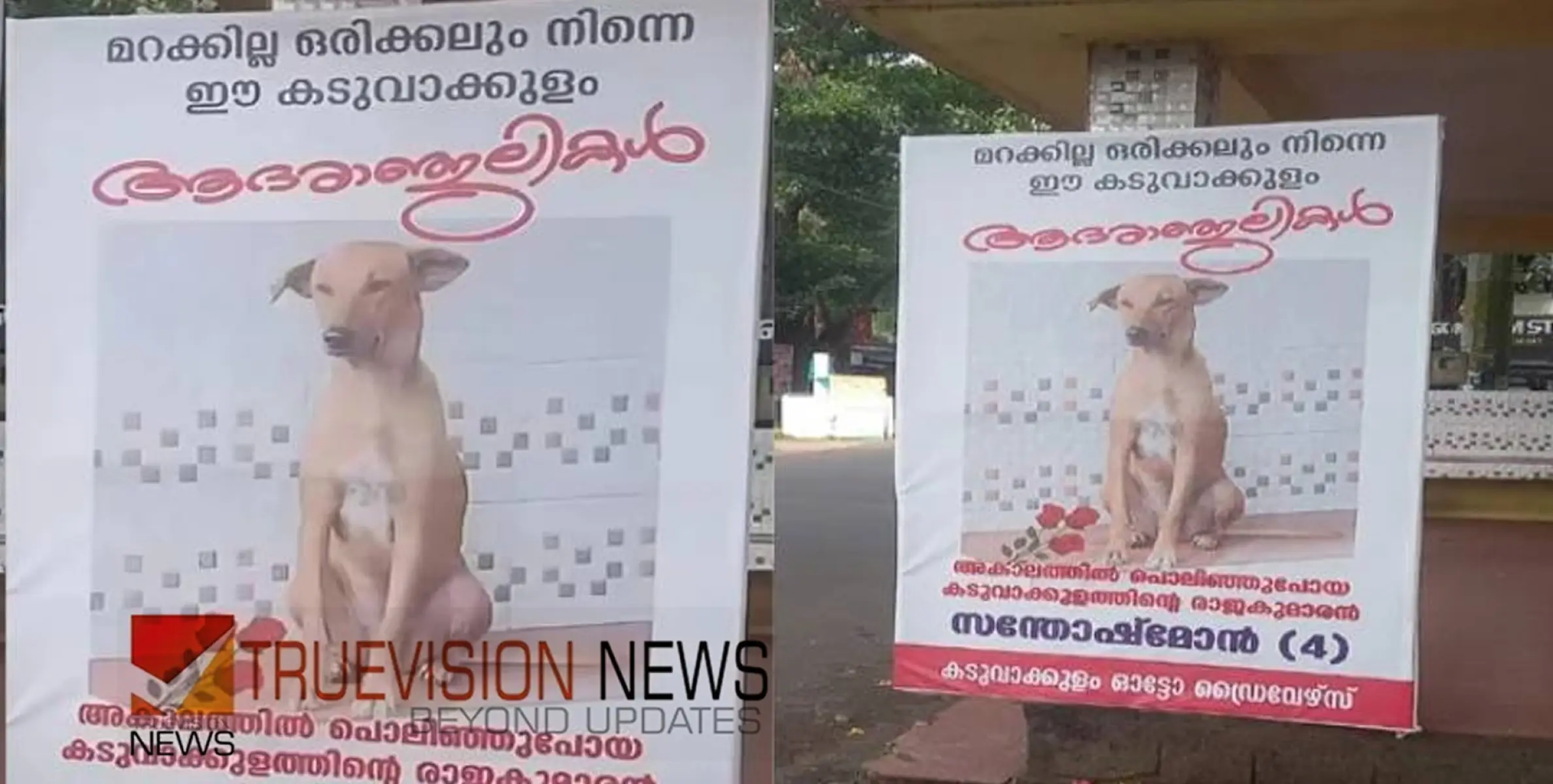 #straydog  | ‘സന്തോഷ് മോന് പ്രണാമം’: കോട്ടയം കടുവാക്കുളത്തുകാരെ ദുഃഖത്തിലാക്കി തെരുവ് നായയുടെ വിയോഗം