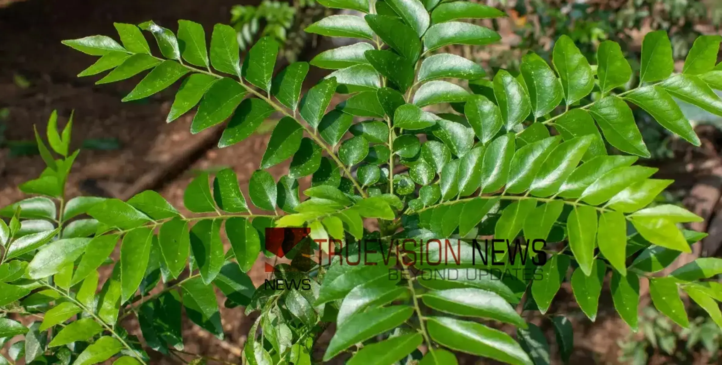 #curryleaves | കറിവേപ്പിലത്തൈ: എത്ര നട്ടിട്ടും വളരുന്നില്ലേ? ഇതാ ചില പൊടിക്കൈകൾ