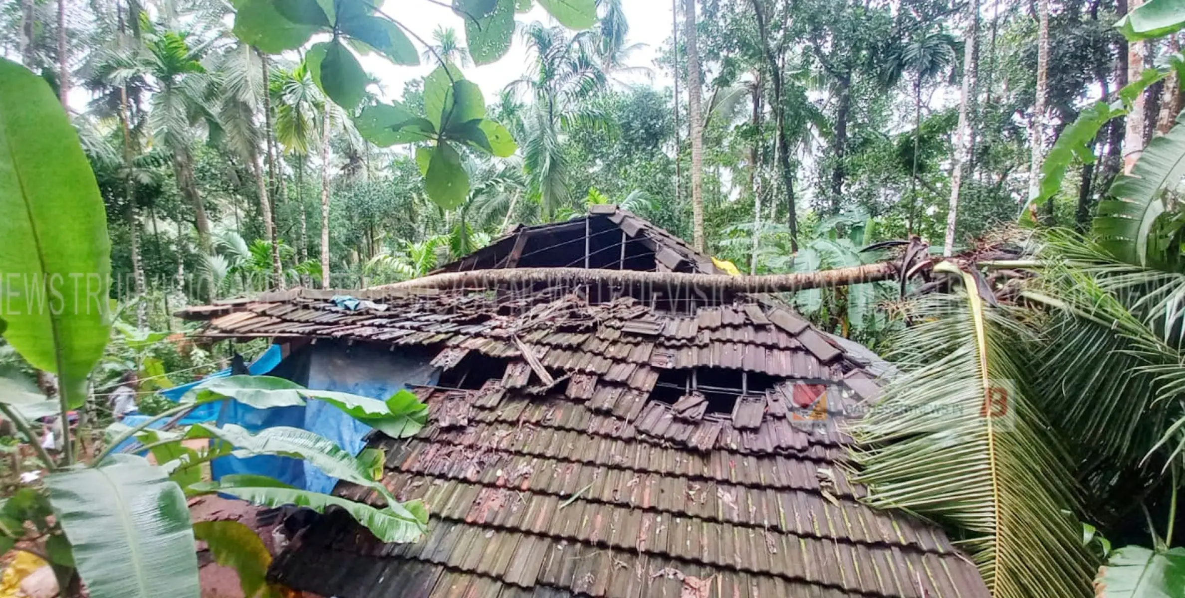 ബാലുശ്ശേരി കോക്കല്ലൂരിൽ വീടിനു മുകളിൽ തെങ്ങു വീണു ദമ്പതികൾക്ക് പരിക്ക്