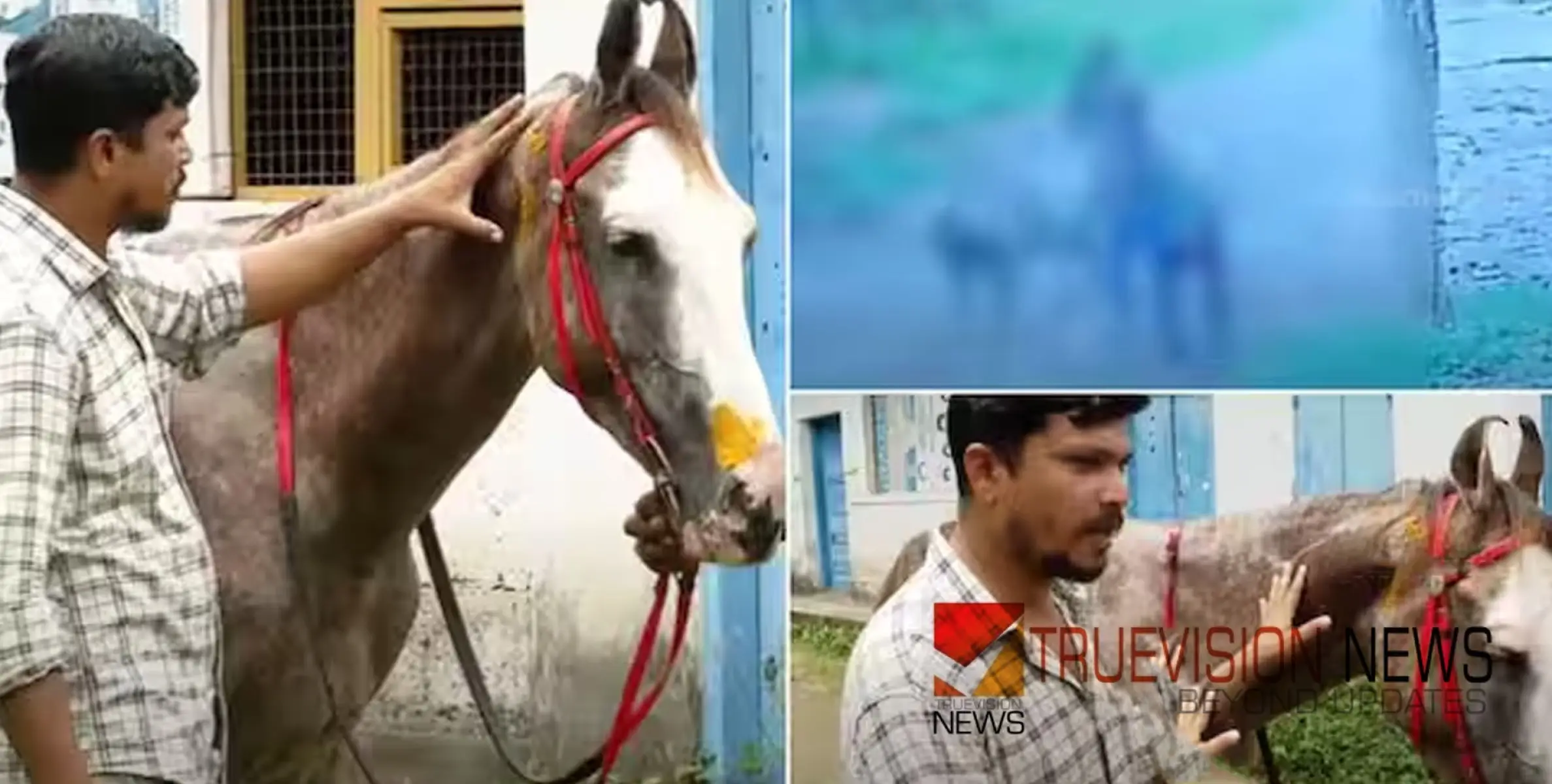 #attackingpregnanthorse | ഗർഭിണിയായ കുതിരയെ ആക്രമിച്ച കേസ്: കൊട്ടിയം സ്വദേശിയായ ഒരാൾ അറസ്റ്റിൽ; മറ്റ് പ്രതികള്‍ക്കായി അന്വേഷണം