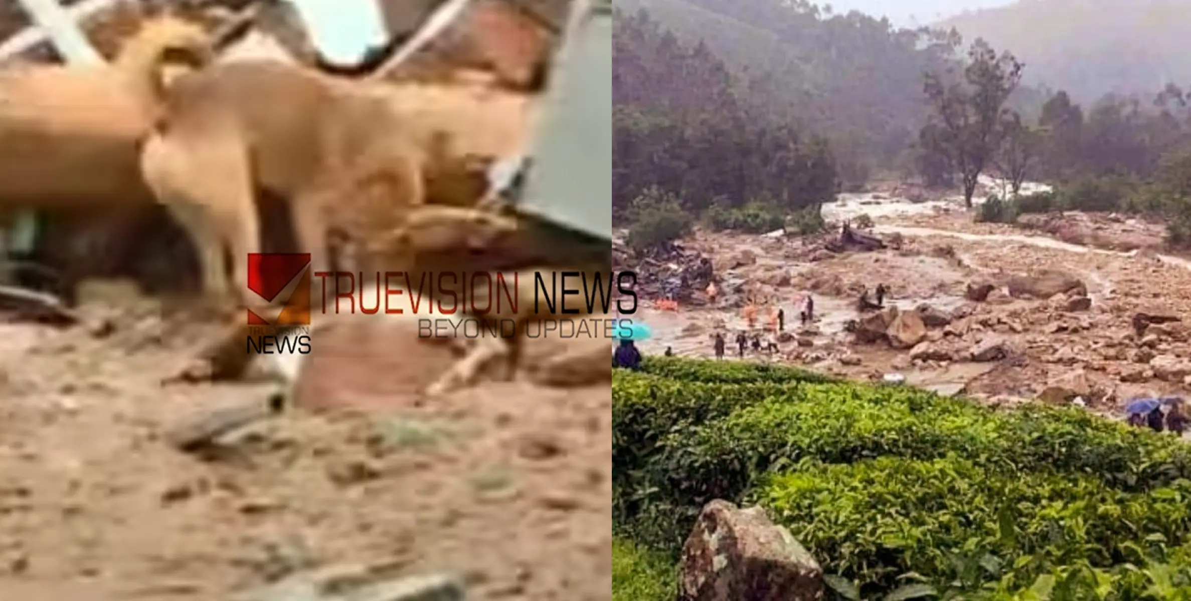 #wayanadMudflow | കെട്ടിടാവശിഷ്ടങ്ങൾക്കിടയിലും മണ്‍കൂനകൾക്കിടയിലും പ്രിയപ്പെട്ടവരെ തിരഞ്ഞു നടക്കുന്ന മിണ്ടാപ്രാണികൾ; നൊമ്പരകാഴ്ച