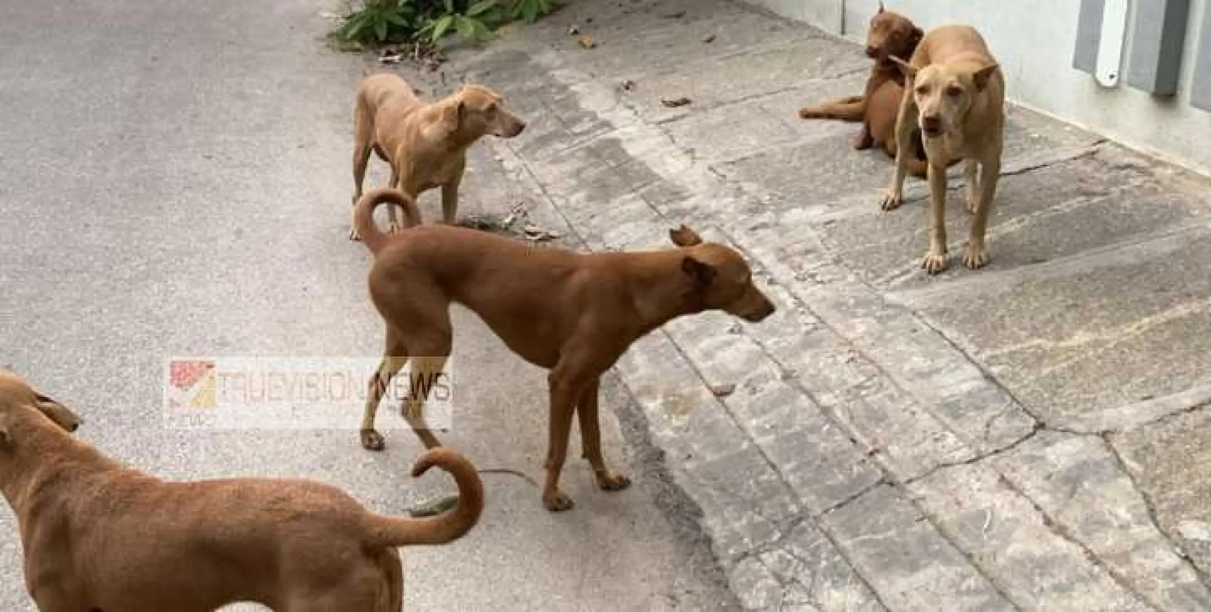 ധർമ്മടത്ത് ഭീതി വിതച്ച് തെരുവുനായ ;  കടിയേറ്റ് ആറുപേർക്ക് പരിക്ക്.