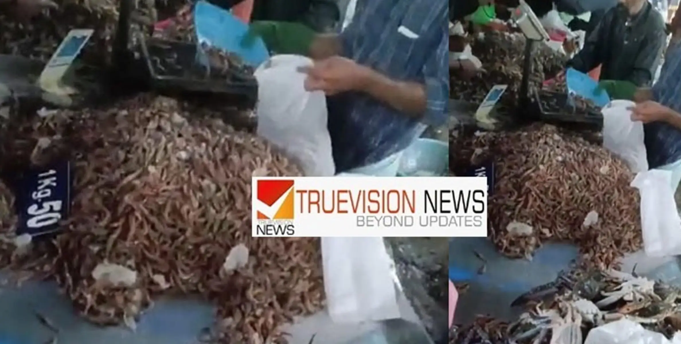 #fishprice |  പൂക്കോത്ത് ചെമ്മീൻ ചാകര; രണ്ട് കിലോ 100