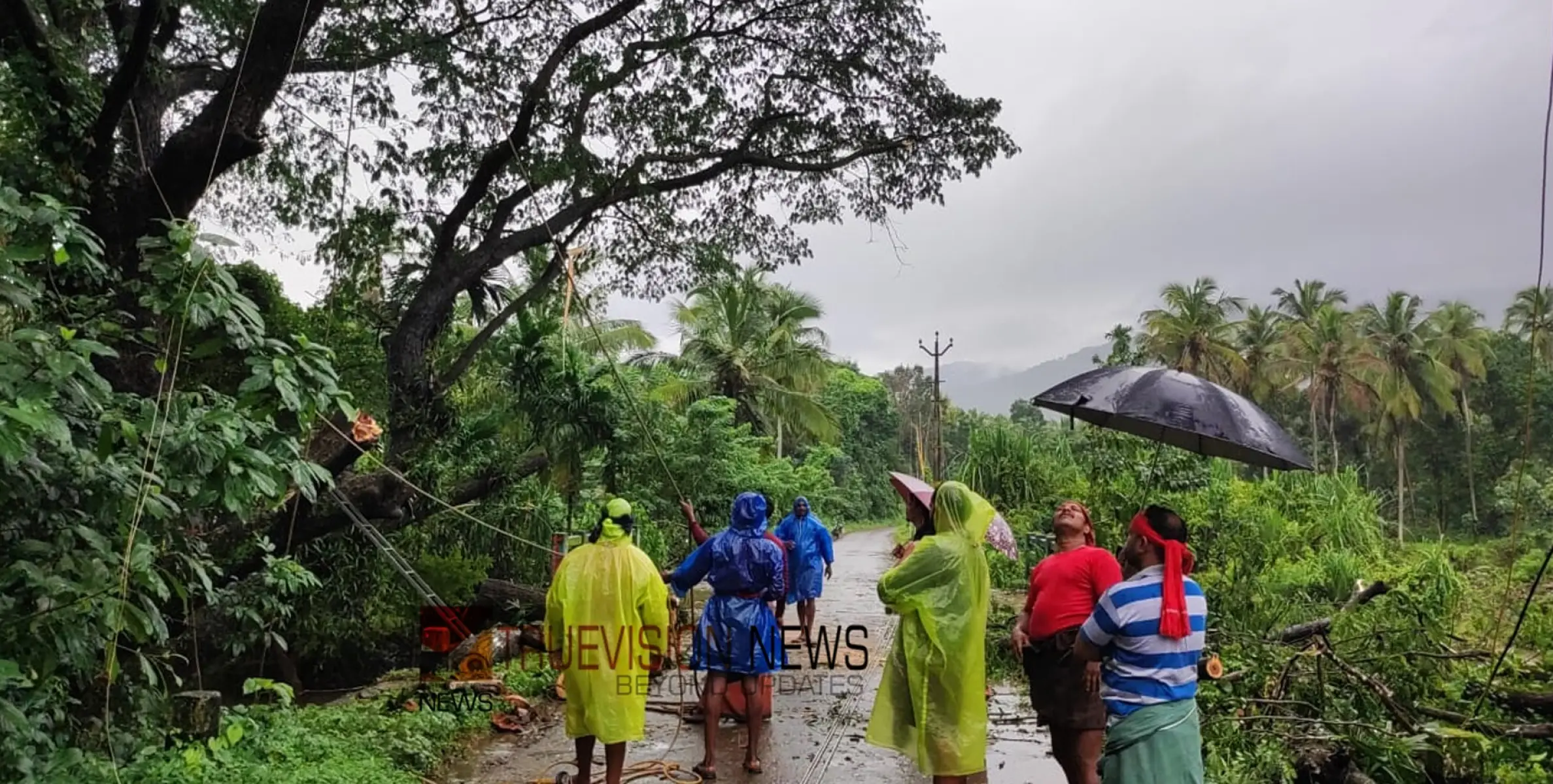 #treecut | കൂറ്റൻമരം കടപുഴകിയെങ്കിൽ....കല്ലുനിര - കാലിക്കൊളുമ്പ് റോഡിലെ അപകട ഭീഷണിയിലായ മരം മുറിച്ചു നീക്കി 