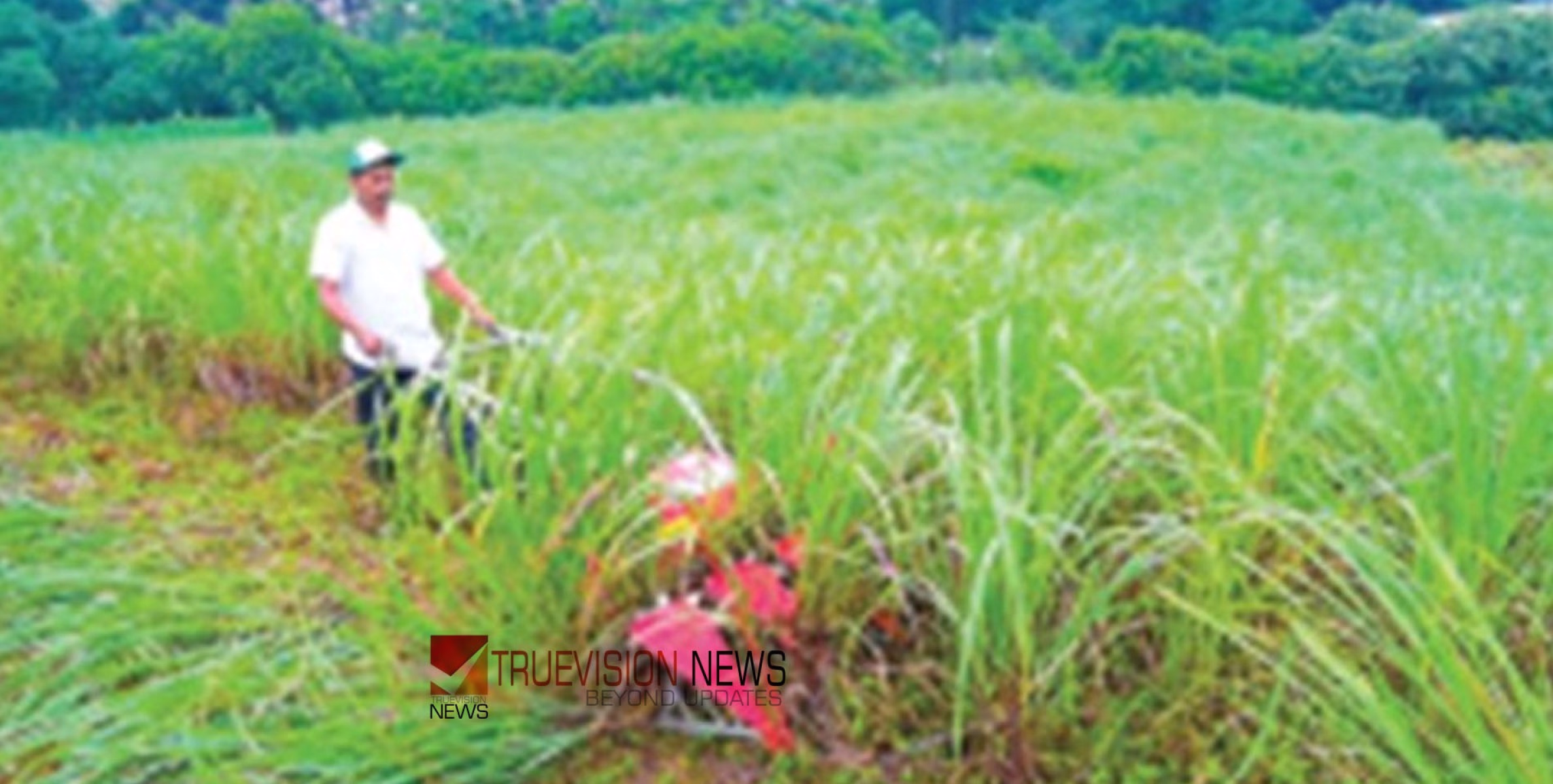 #machine | പുല്ല്‌ അരിയാൻ യന്ത്രം റെഡി,  വാറ്റാൻ യൂണിറ്റും
