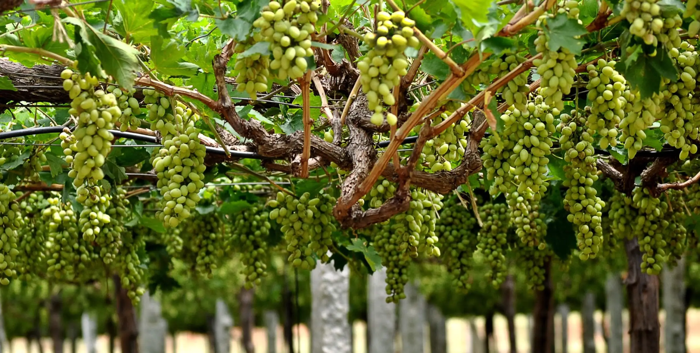 #vineyards | സഞ്ചാരികളെ മാടിവിളിച്ച് തബൂക്കിലെ മുന്തിരിത്തോട്ടങ്ങൾ 