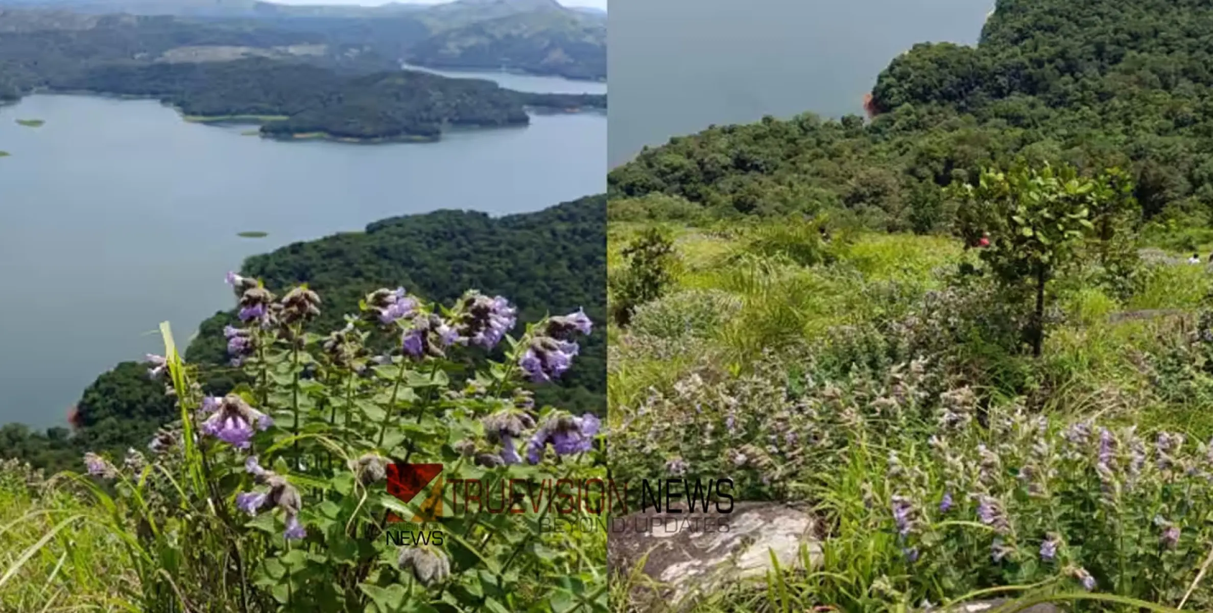 #kurinjiblossom | കല്യാണത്തണ്ട് മലനിരകളിൽ കുറിഞ്ഞി വസന്തം, ഒഴുകിയെത്തി സഞ്ചാരികൾ