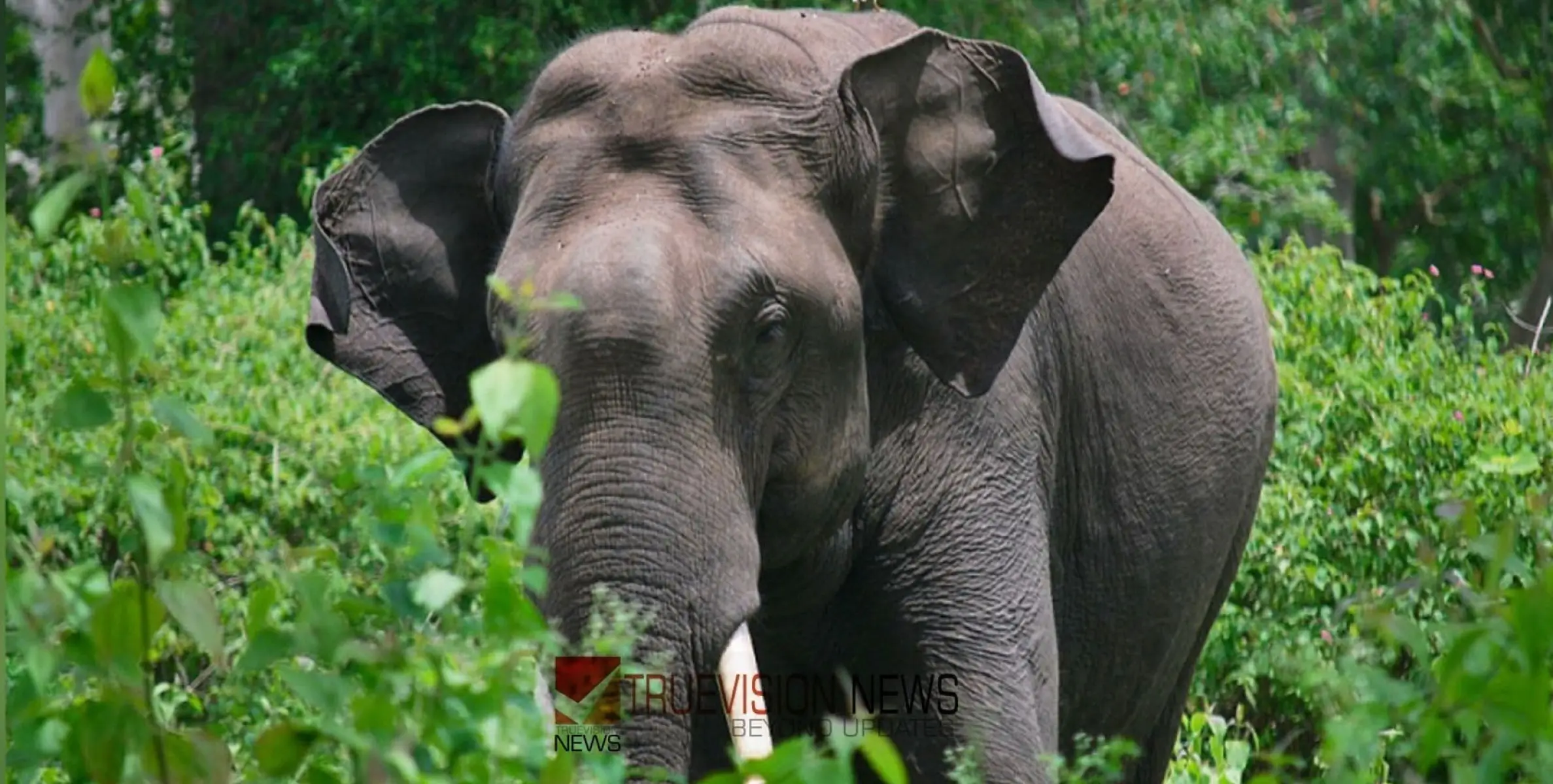   #Wildelephant  |  വീണ്ടും കാട്ടാന; ലഡാക്ക് കാരിമുണ്ടയിൽ കൃഷിയിടത്തിൽ കാട്ടാന ഇറങ്ങിയതായി നാട്ടുകാർ