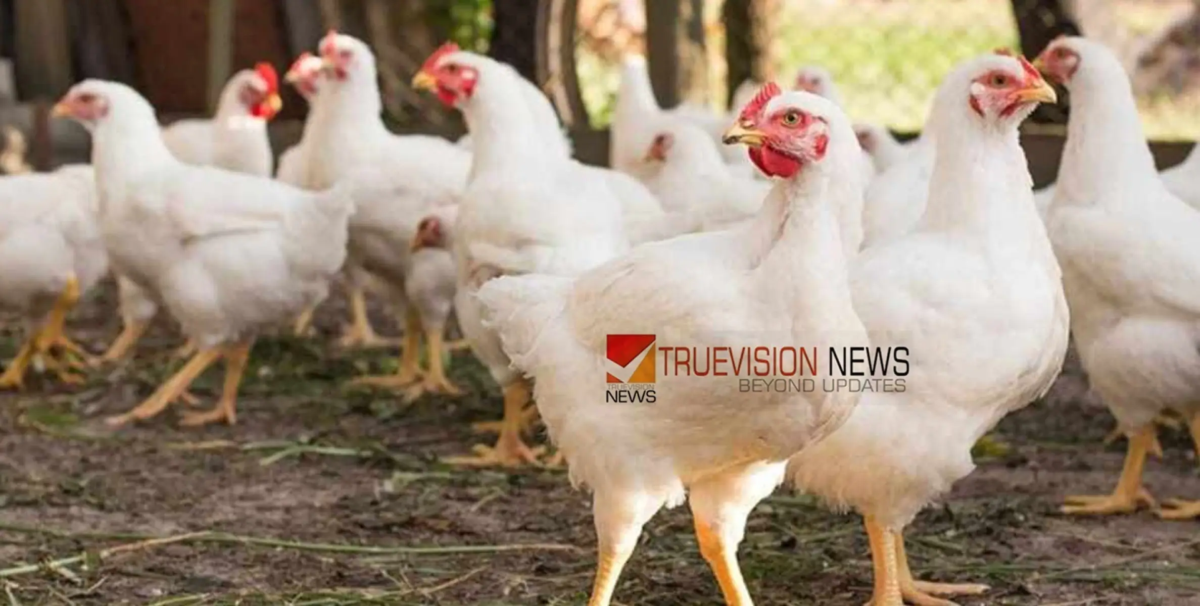 #chickenprice | ഉൽപാദനം ഉയർന്നു; കോഴിയിറച്ചി വില താഴേക്ക് 