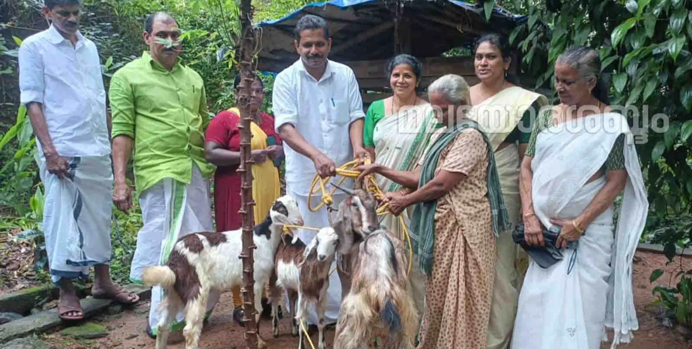 അയ്യൻകുന്ന് ഗ്രാമപഞ്ചായത്ത് കുടുംബശ്രീ സി ഡി എസ് ഉജ്ജീവനം പദ്ധതിയിലൂടെ ആടുകളെ വിതരണം ചെയിതു.  