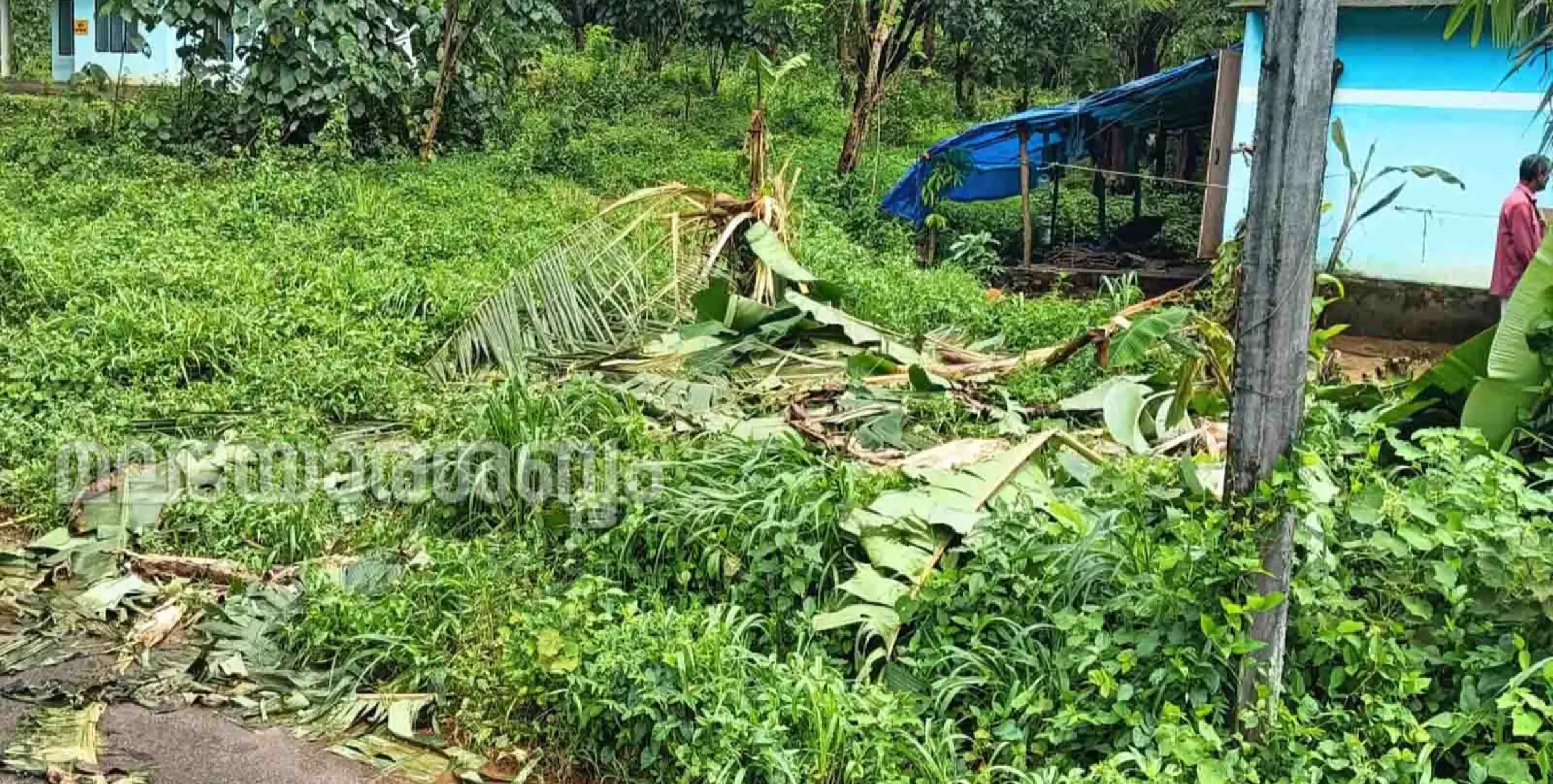 പുനരധിവാസ മേഖലയിൽ കാട്ടാനവീണ്ടും കൃഷി നശിപ്പിച്ചു 