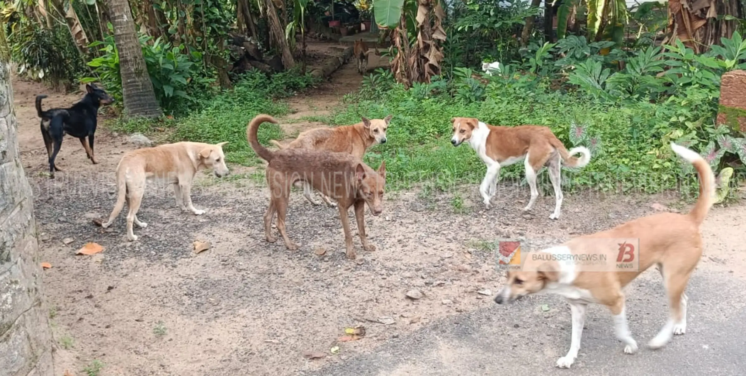 തെരുവ് നായ്ക്കൂട്ടത്തെ കോട്ടക്കൽ കുഞ്ഞാലി മരയ്ക്കാർ ഹയർ സെക്കൻഡറി സ്കൂൾ പരിസരത്ത് ഇറക്കി വിട്ട നടപടിയിൽ വൻ പ്രതിഷേധം 