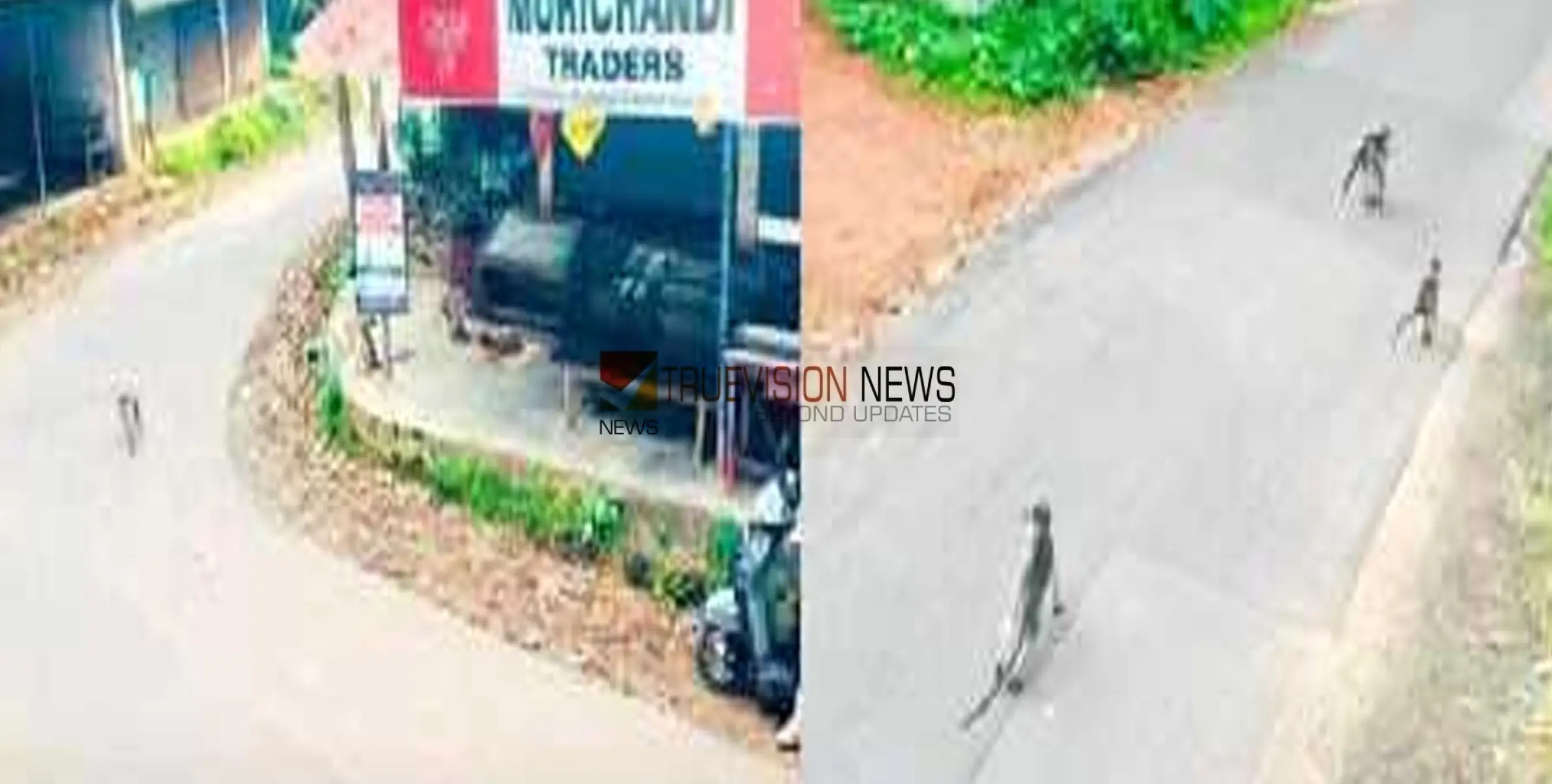 #Monkeynuisance  |  കാടു വിട്ട് നാട്ടിലേക്ക്; കൂട്ടമായെത്തുന്ന വാനരന്മാർ കച്ചവടക്കാർക്ക് ശല്യമാവുന്നു