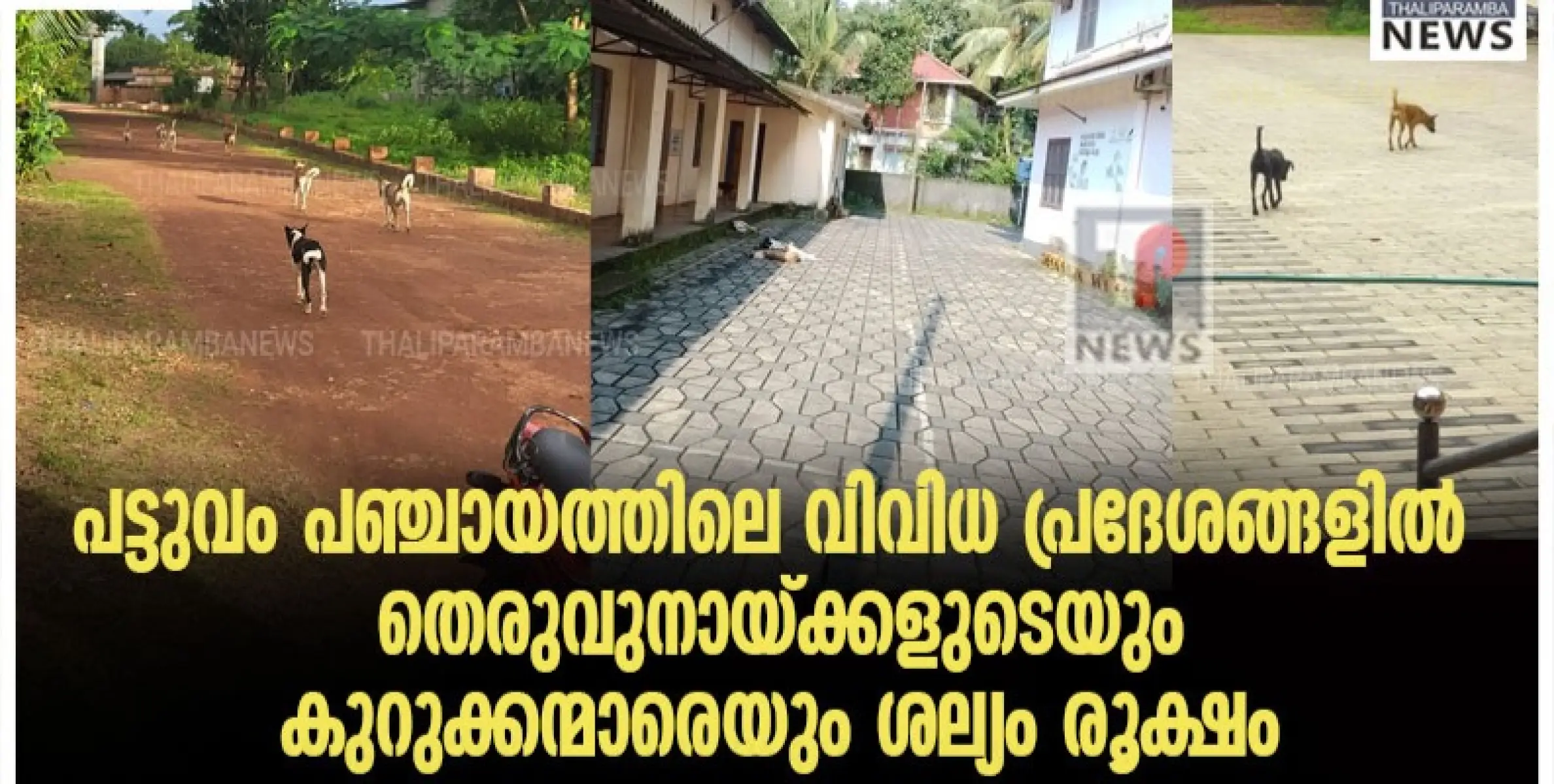 പട്ടുവം പഞ്ചായത്തിലെ വിവിധ പ്രദേശങ്ങളിൽ തെരുവുനായ്ക്കളുടെയും കുറുക്കന്മാരെയും ശല്യം രൂക്ഷം