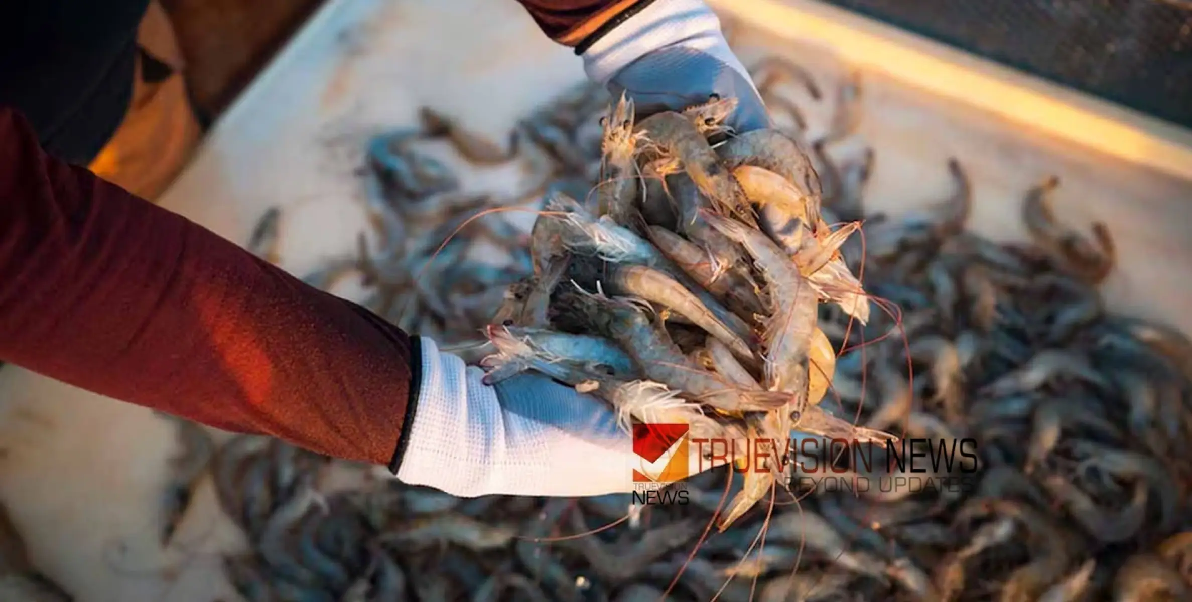 #Shrimpseason | ഒമാനില്‍ ചെമ്മീന്‍ സീസണ്‍ ആരംഭിച്ചു